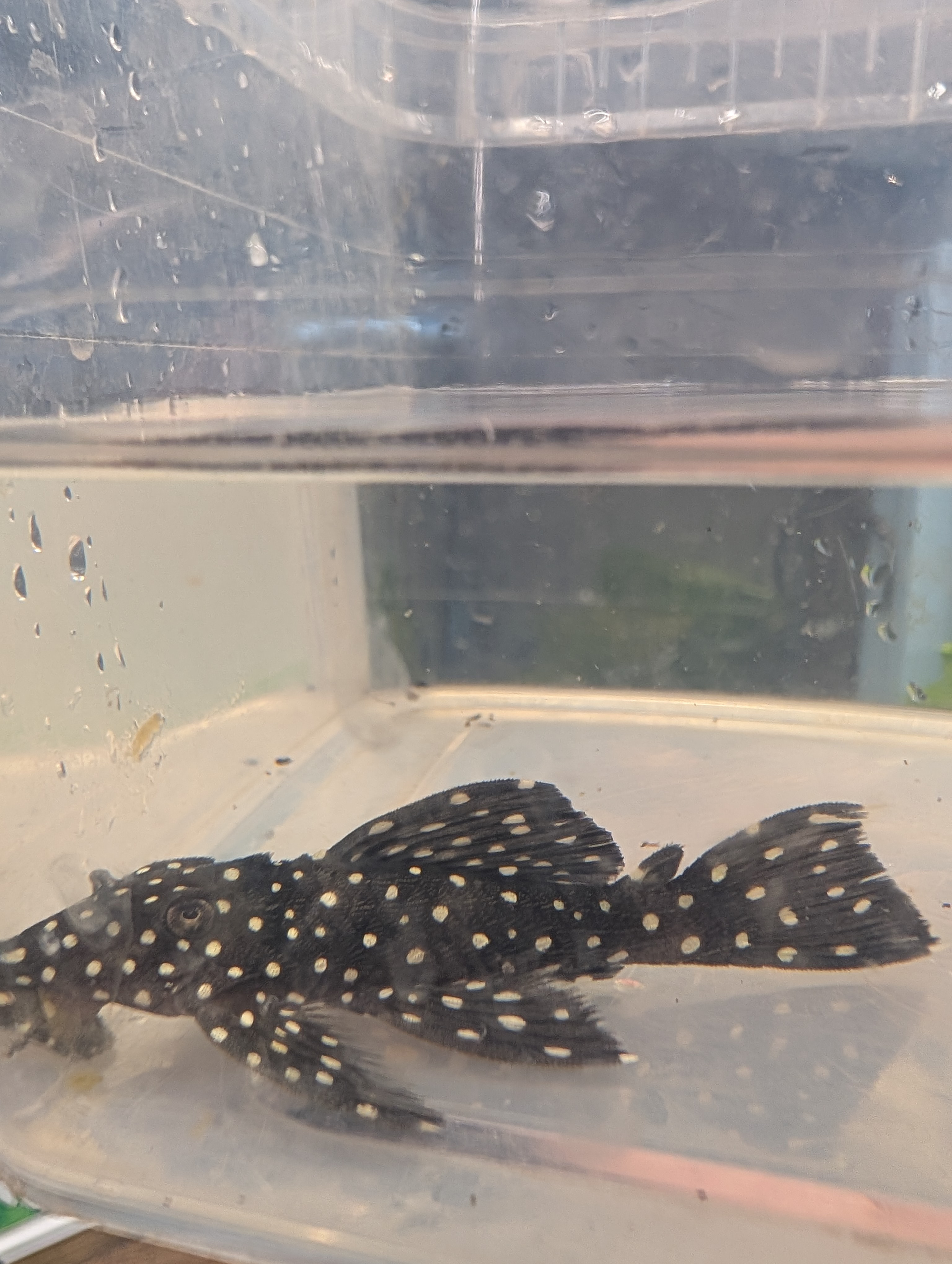 Šamas L240  pleco (Vampire Pleco)