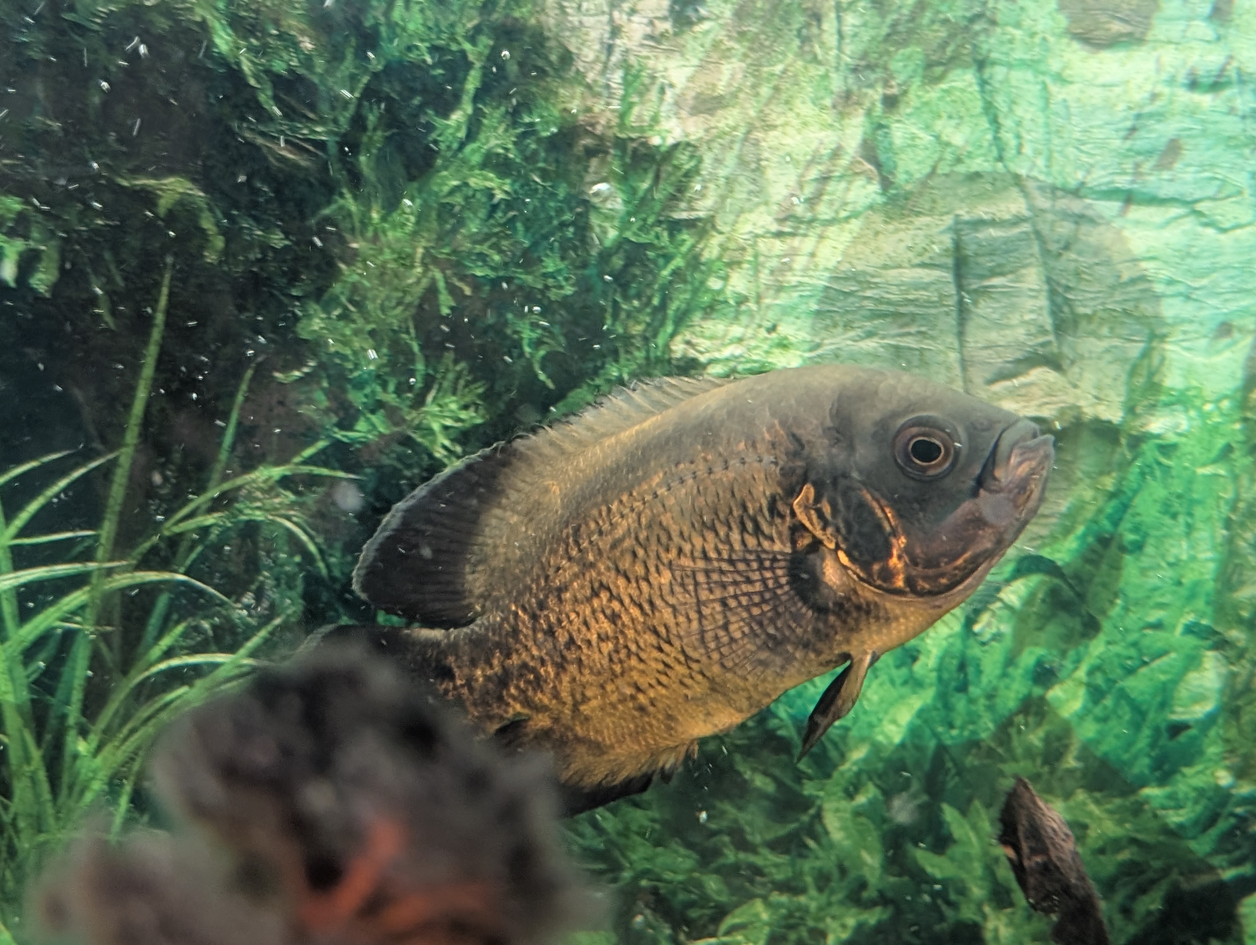 Oskar (Astronotus ocellatus)