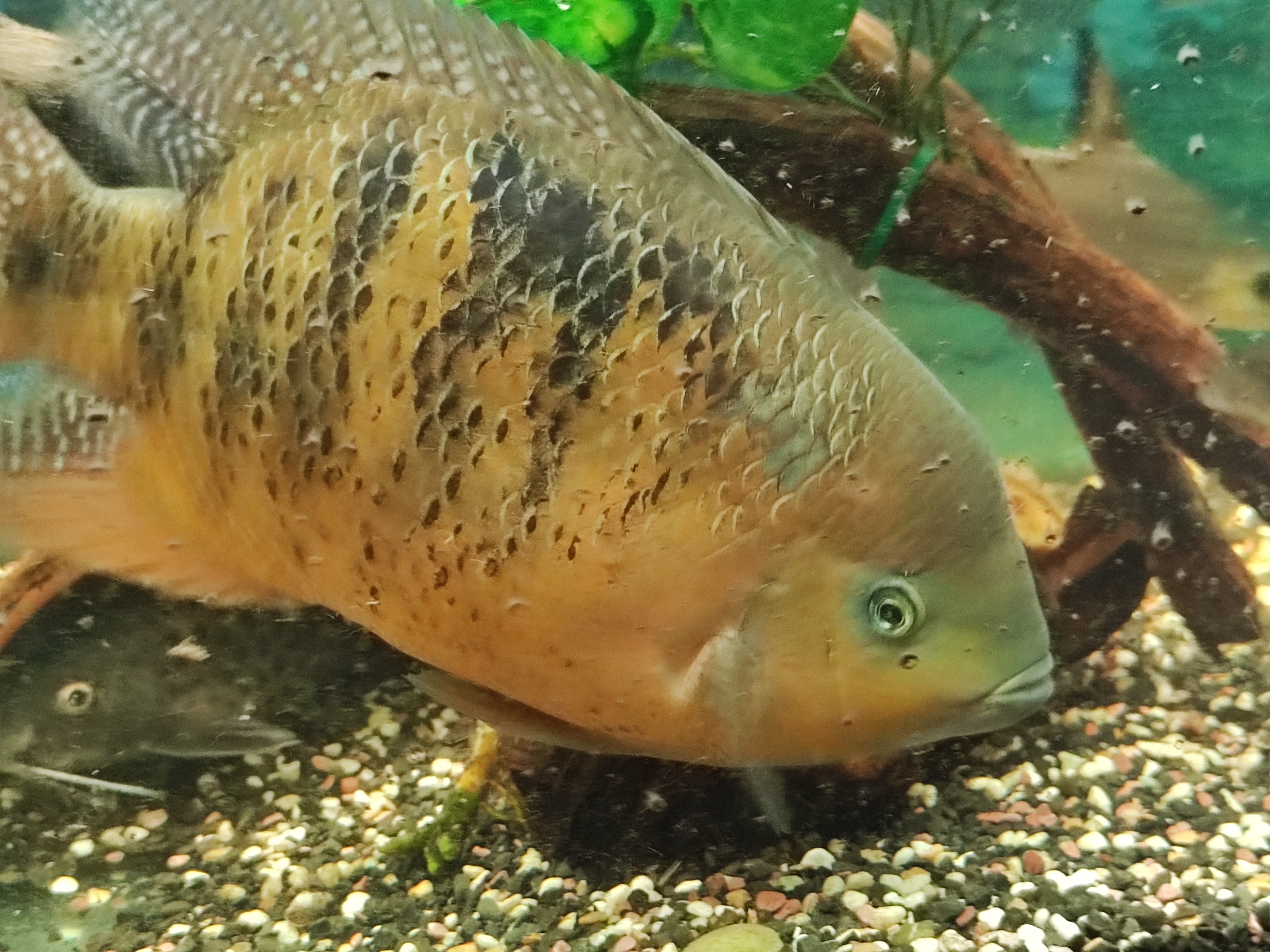 Cichlasoma bocourti