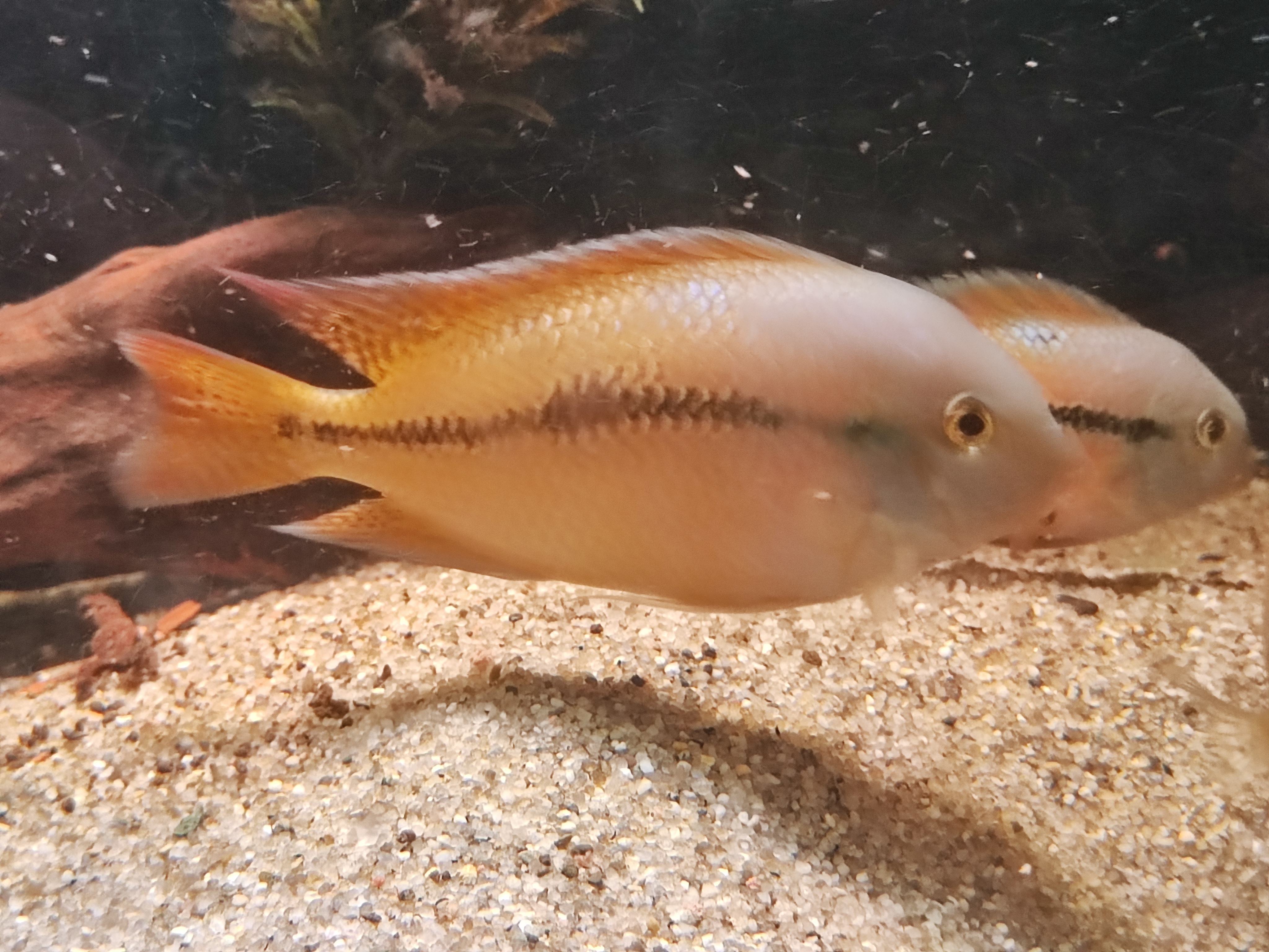 Nicaragua Cichlid (Nikaragvos ciklidas)