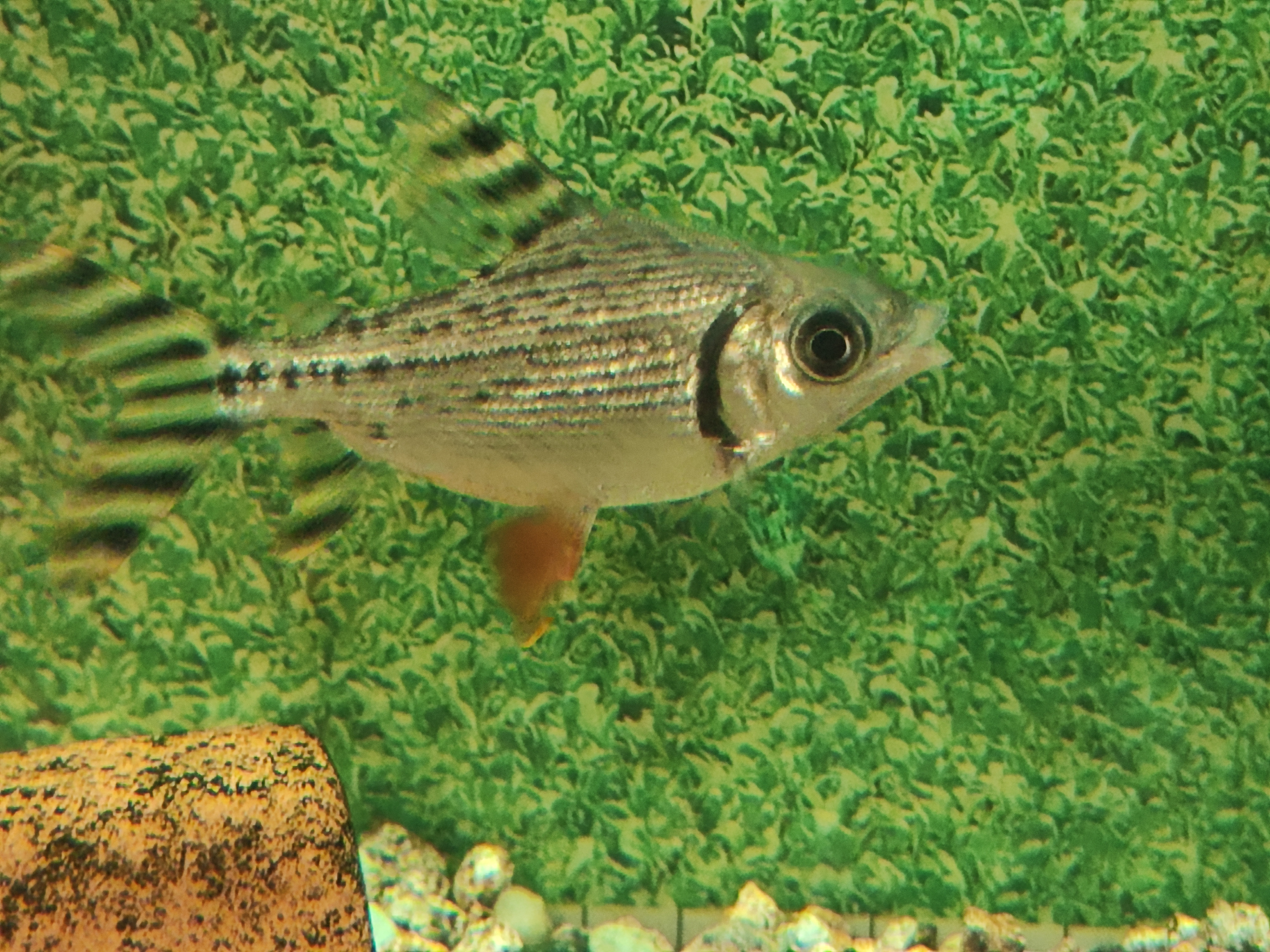 Flagtail (Semaprochilodus taeniurus)