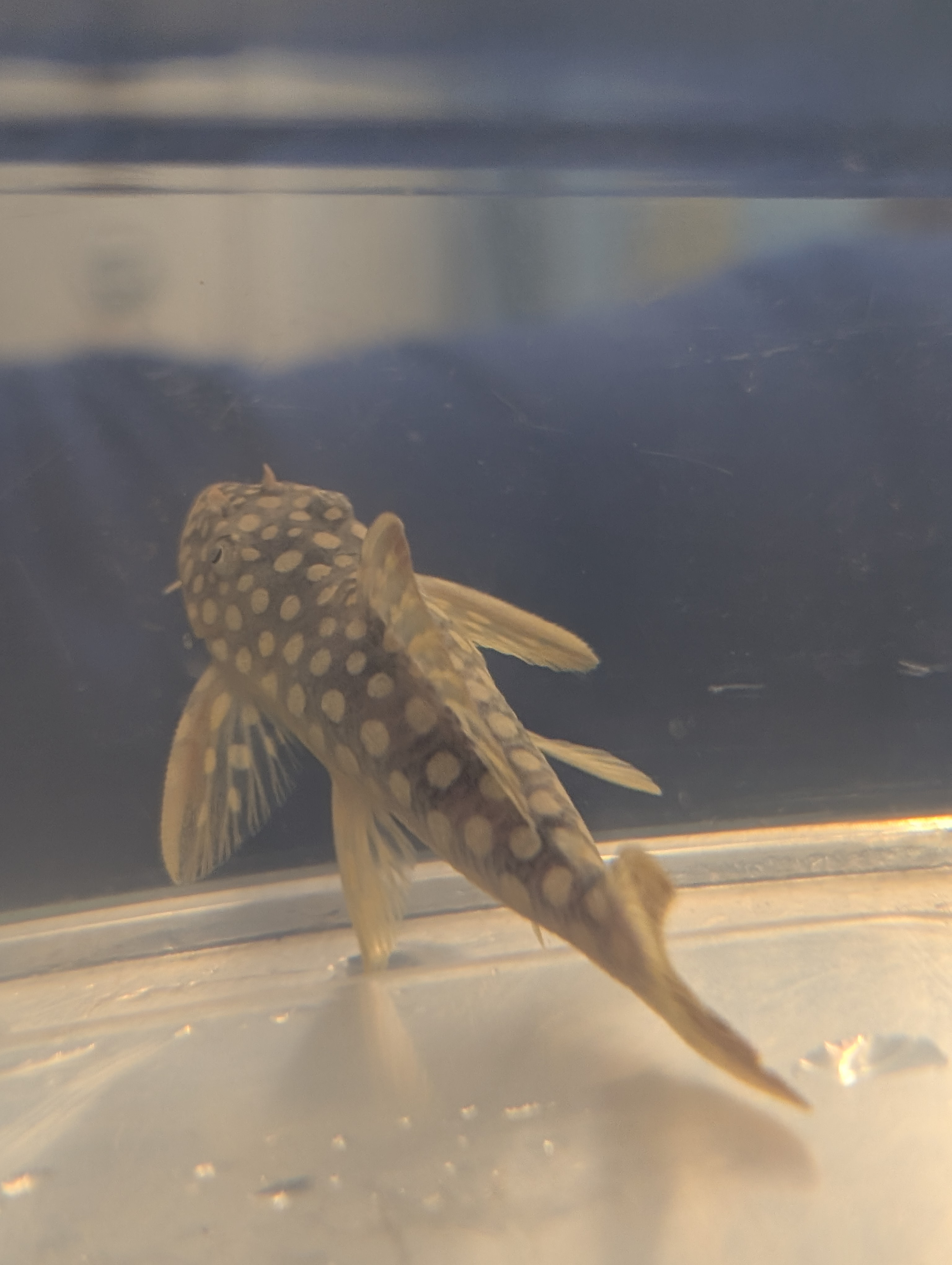 Šamas L014 pleco (Goldie Pleco)