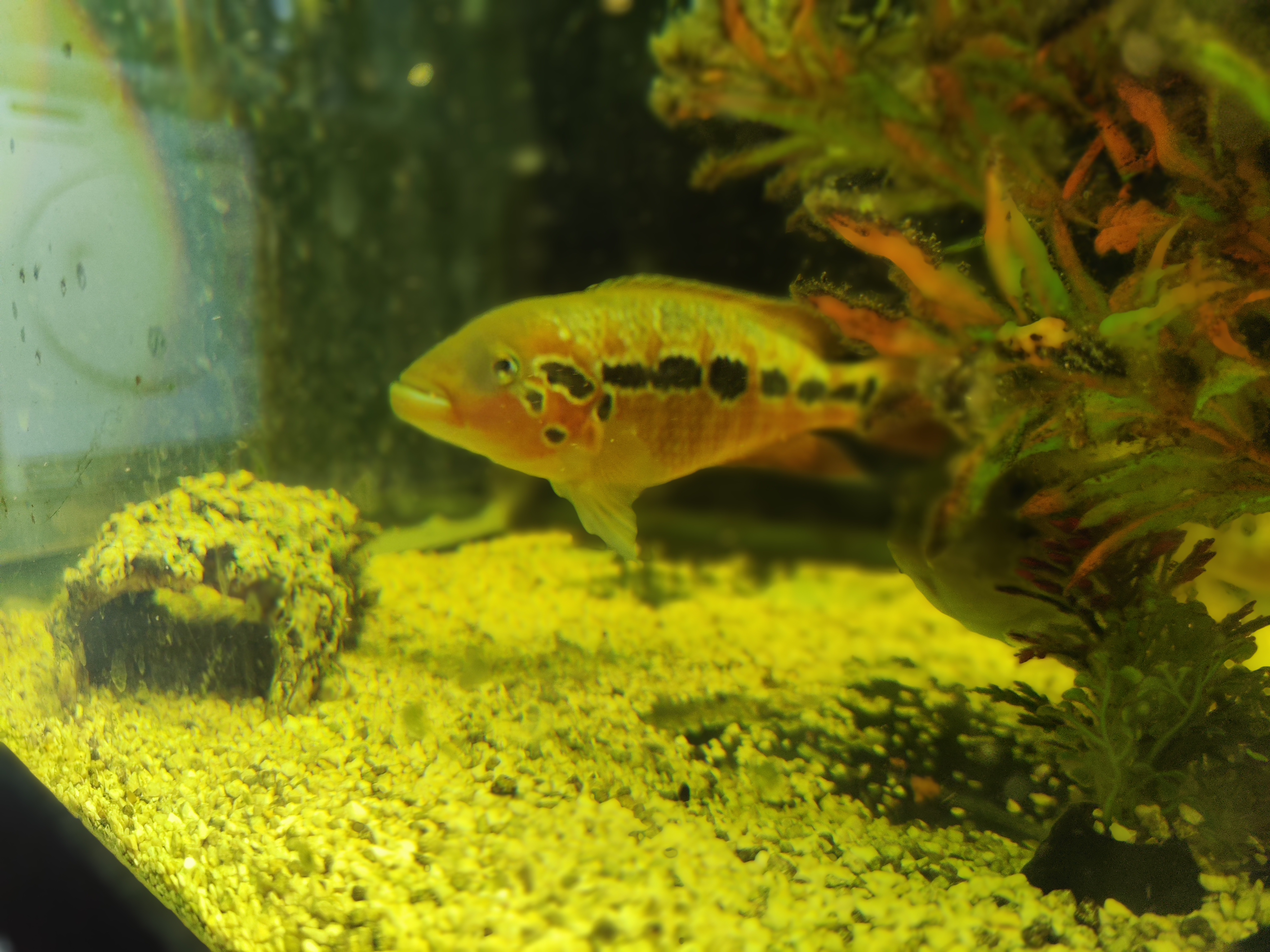 Parachromis motaguensis (false yellowjacket cichlid)
