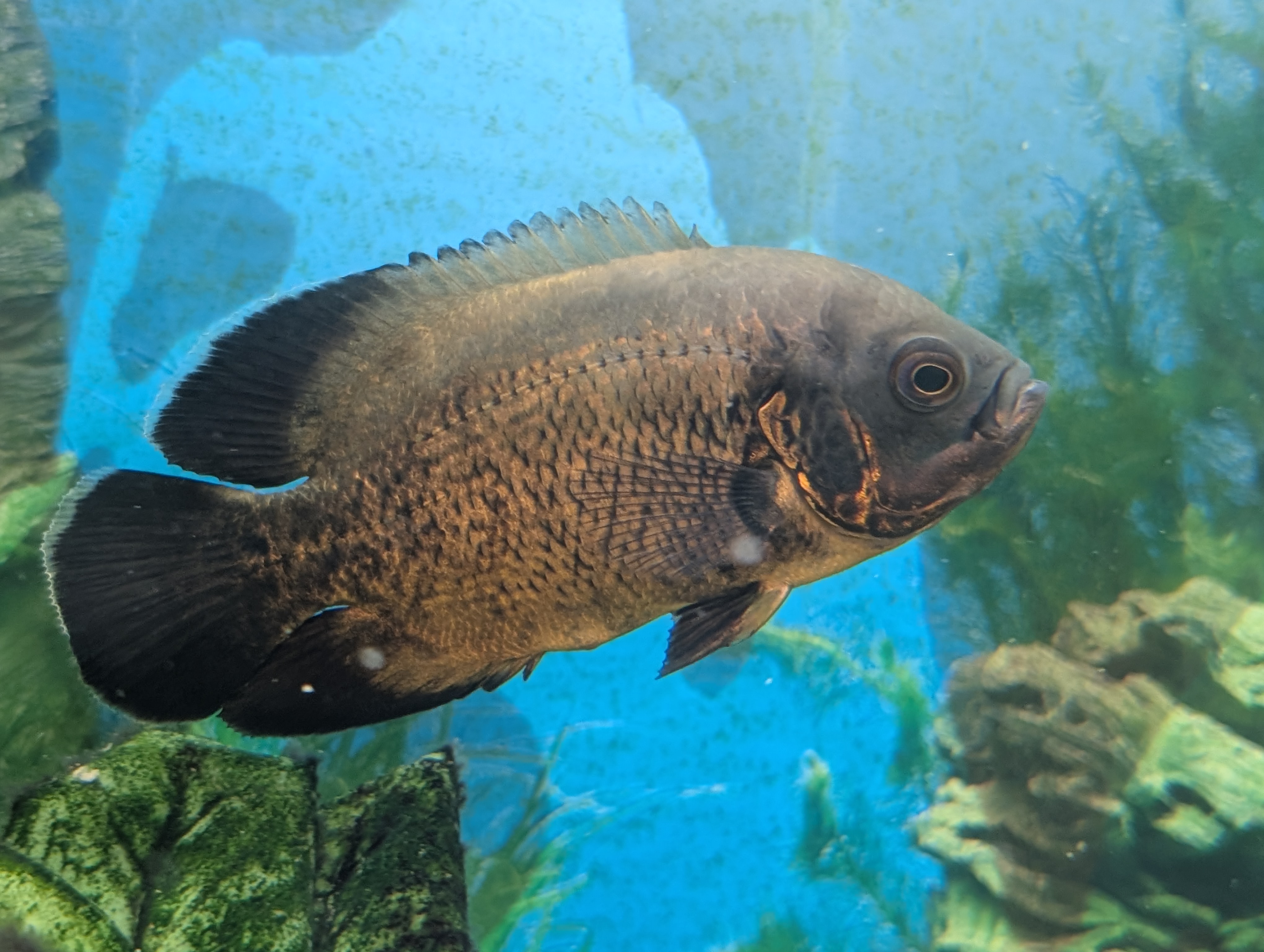 Oskar (Astronotus ocellatus)