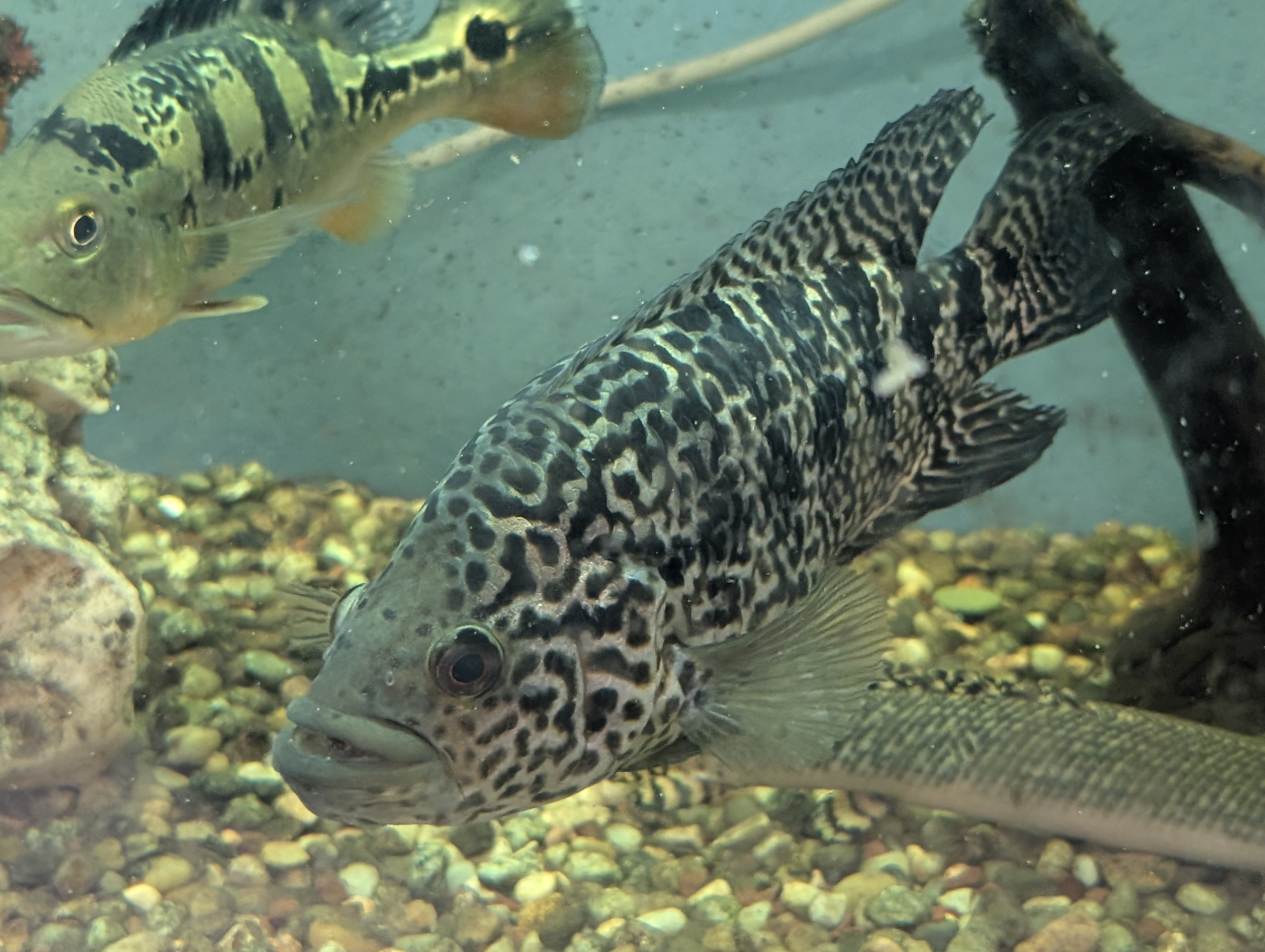 Jaguaras (Parachromis managuensis) patelė