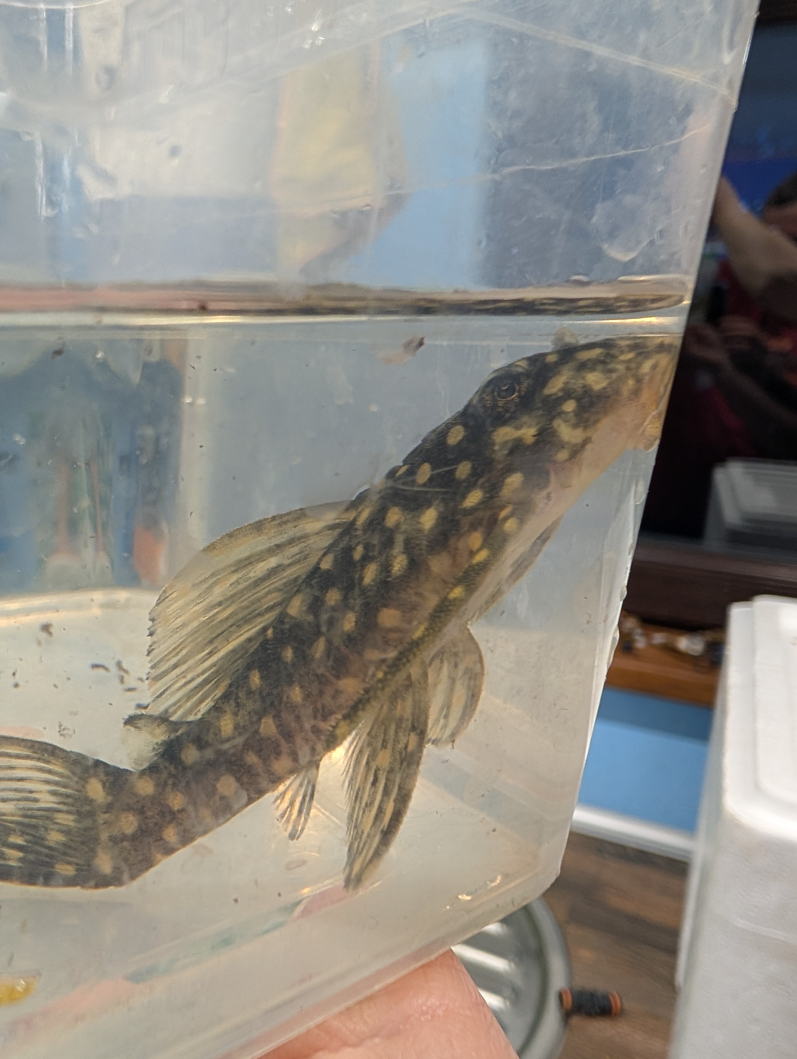 Šamas L102 pleco (Snowball Pleco)