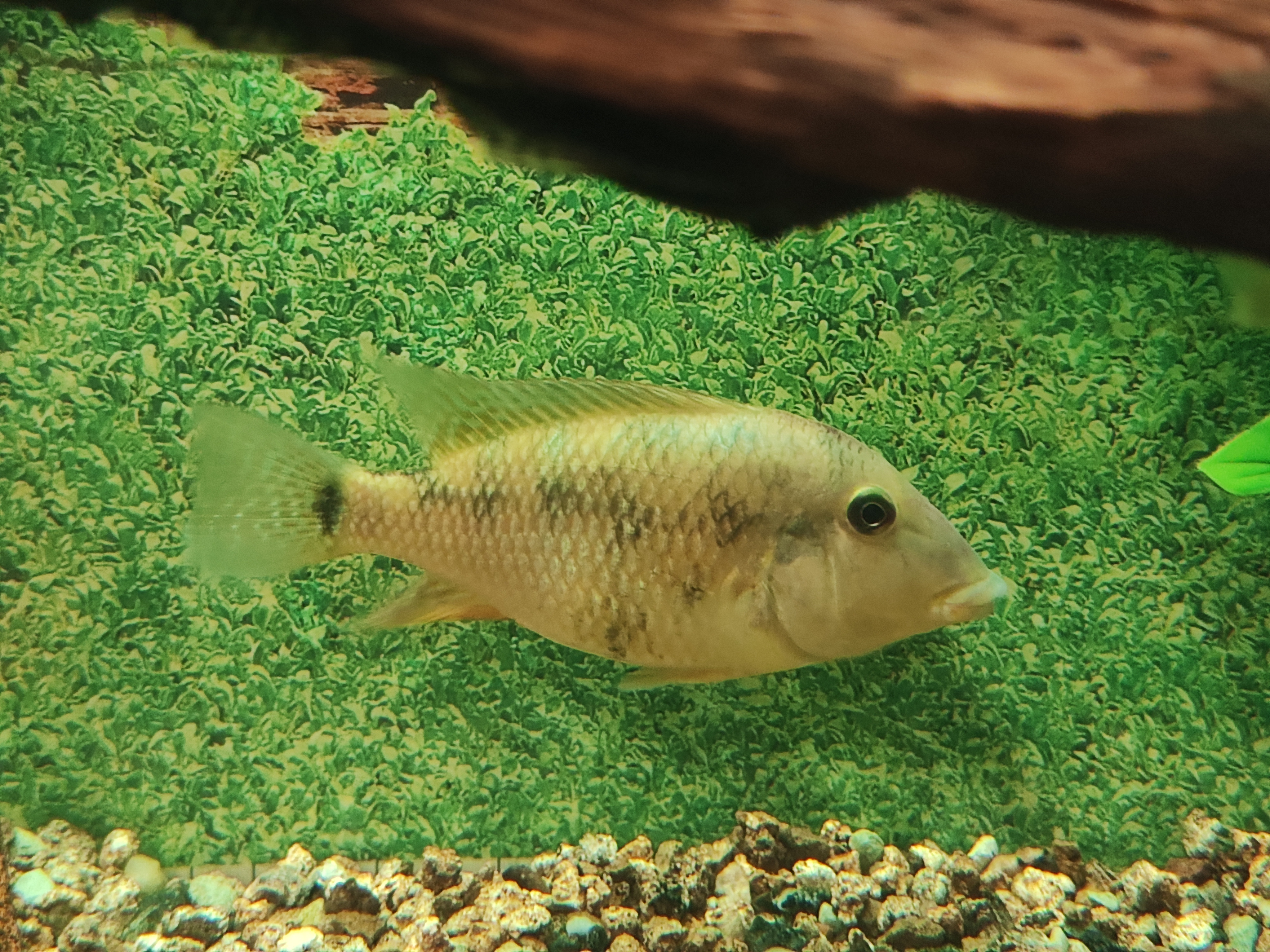 Geophagus Steindachneri (Red Hump Eartheater)