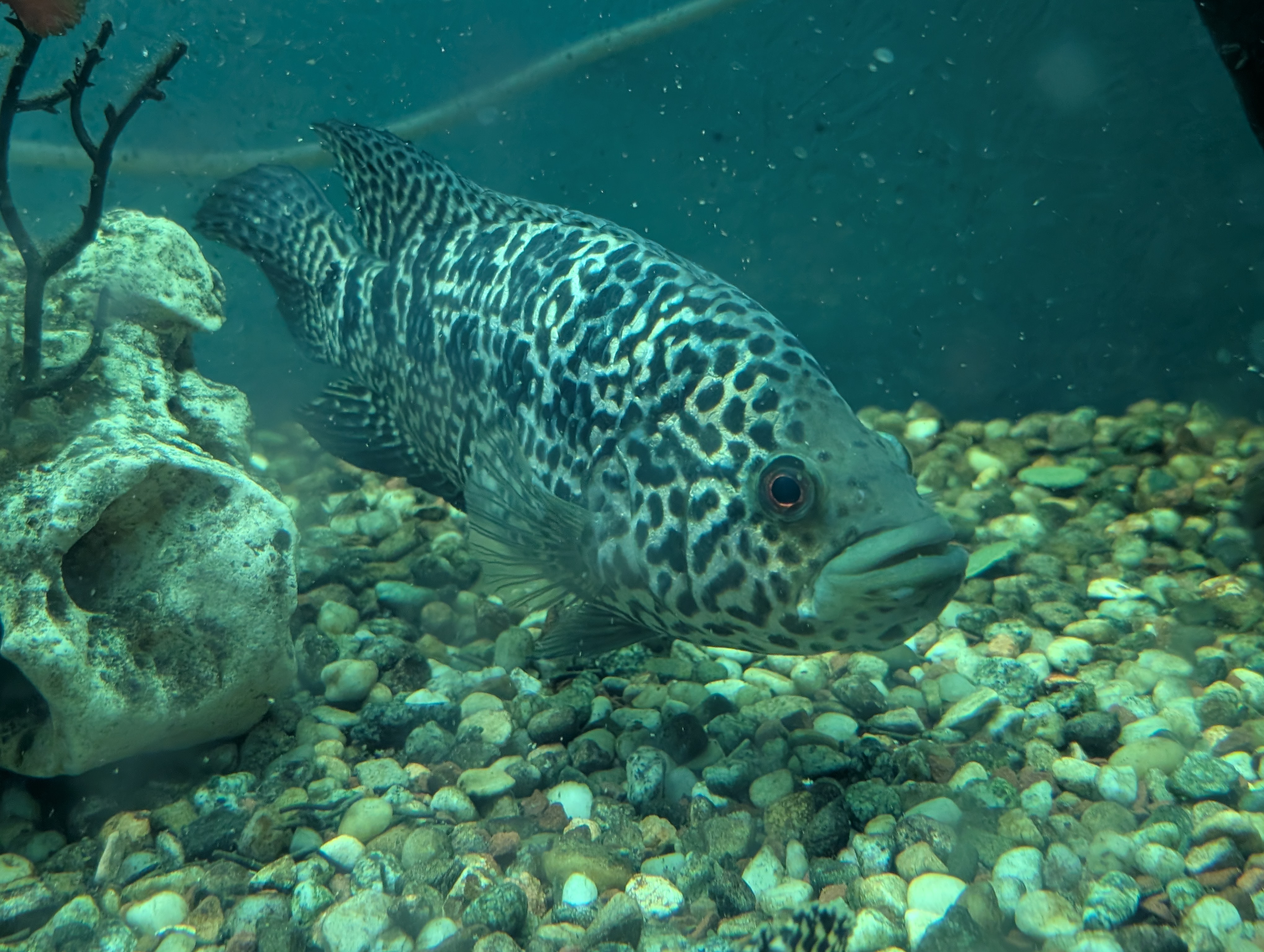 Jaguaras (Parachromis managuensis) patelė