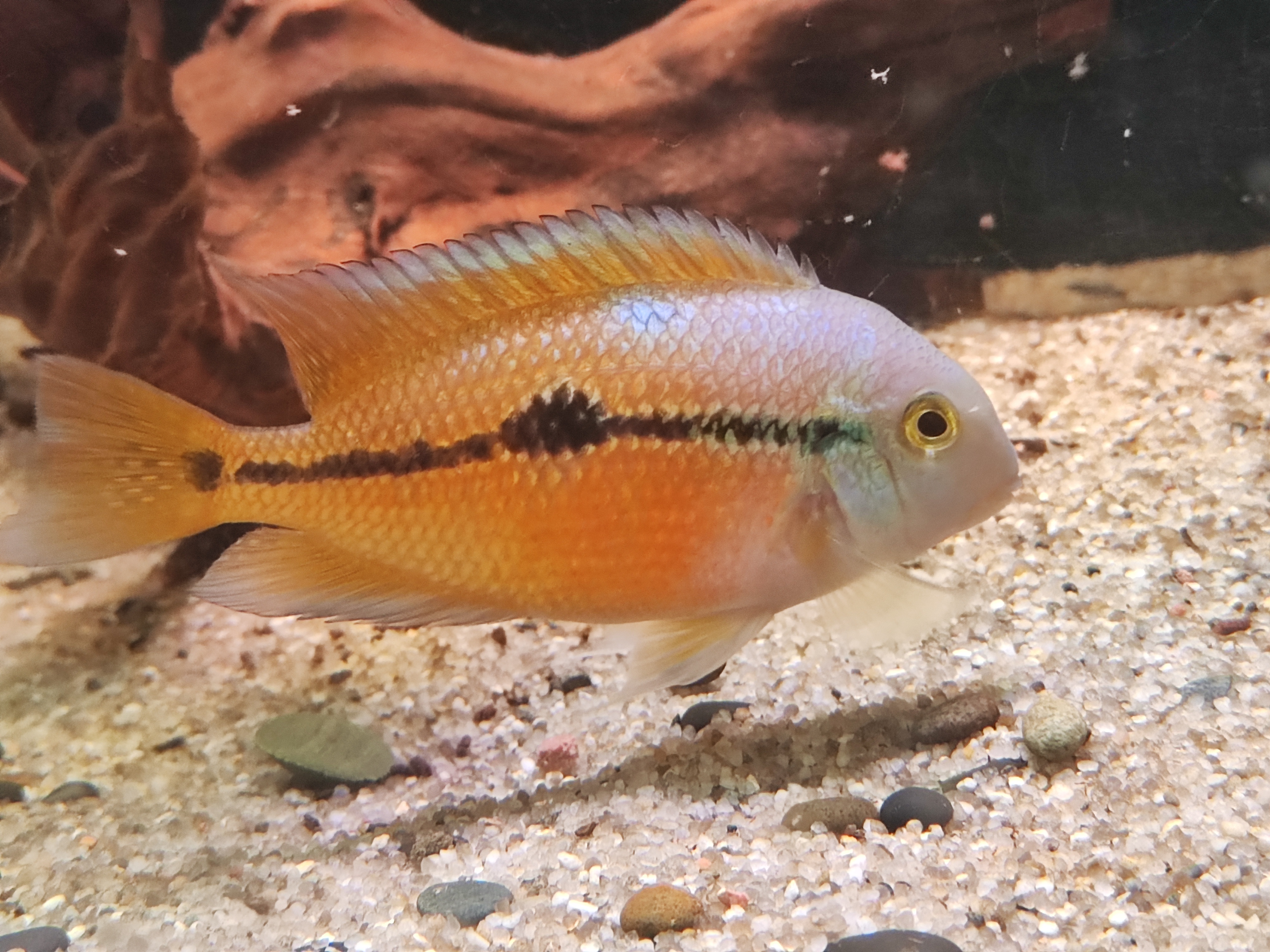 Nicaragua Cichlid (Nikaragvos ciklidas)