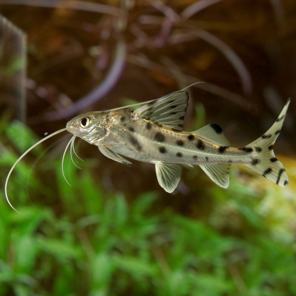 Šamas angelas (Pimelodus pictus)