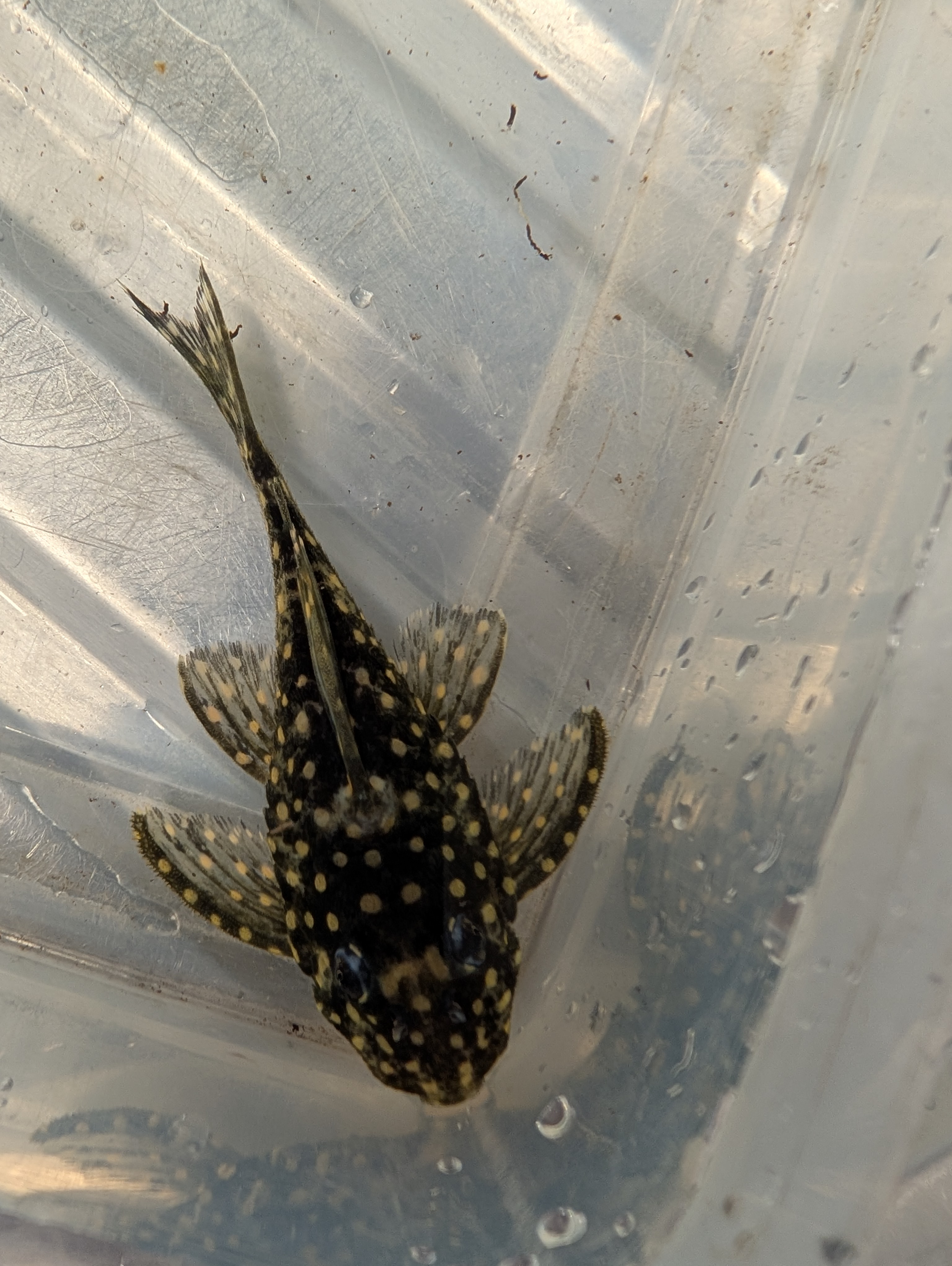 Šamas L102 pleco (Snowball Pleco)