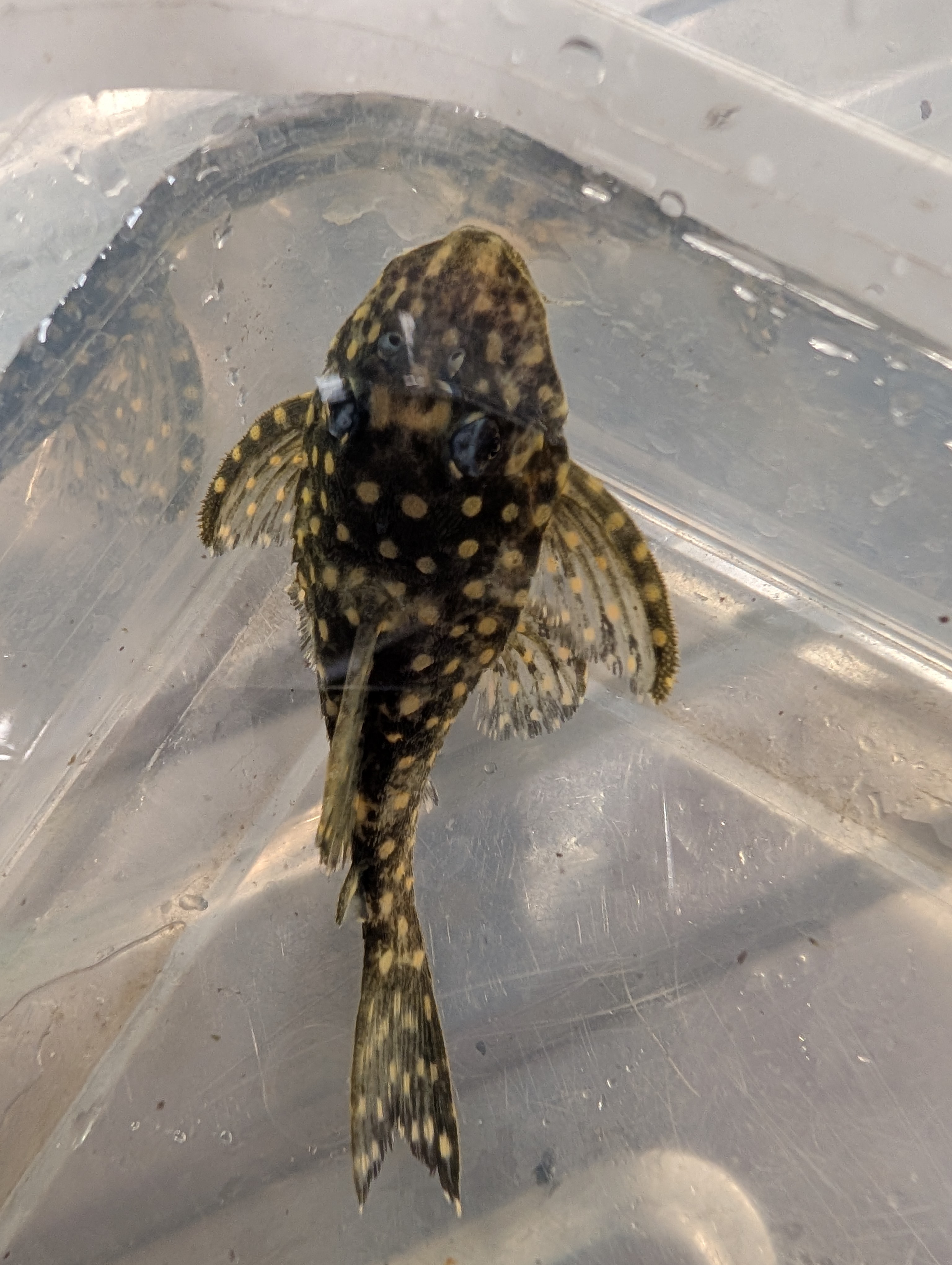 Šamas L102 pleco (Snowball Pleco)