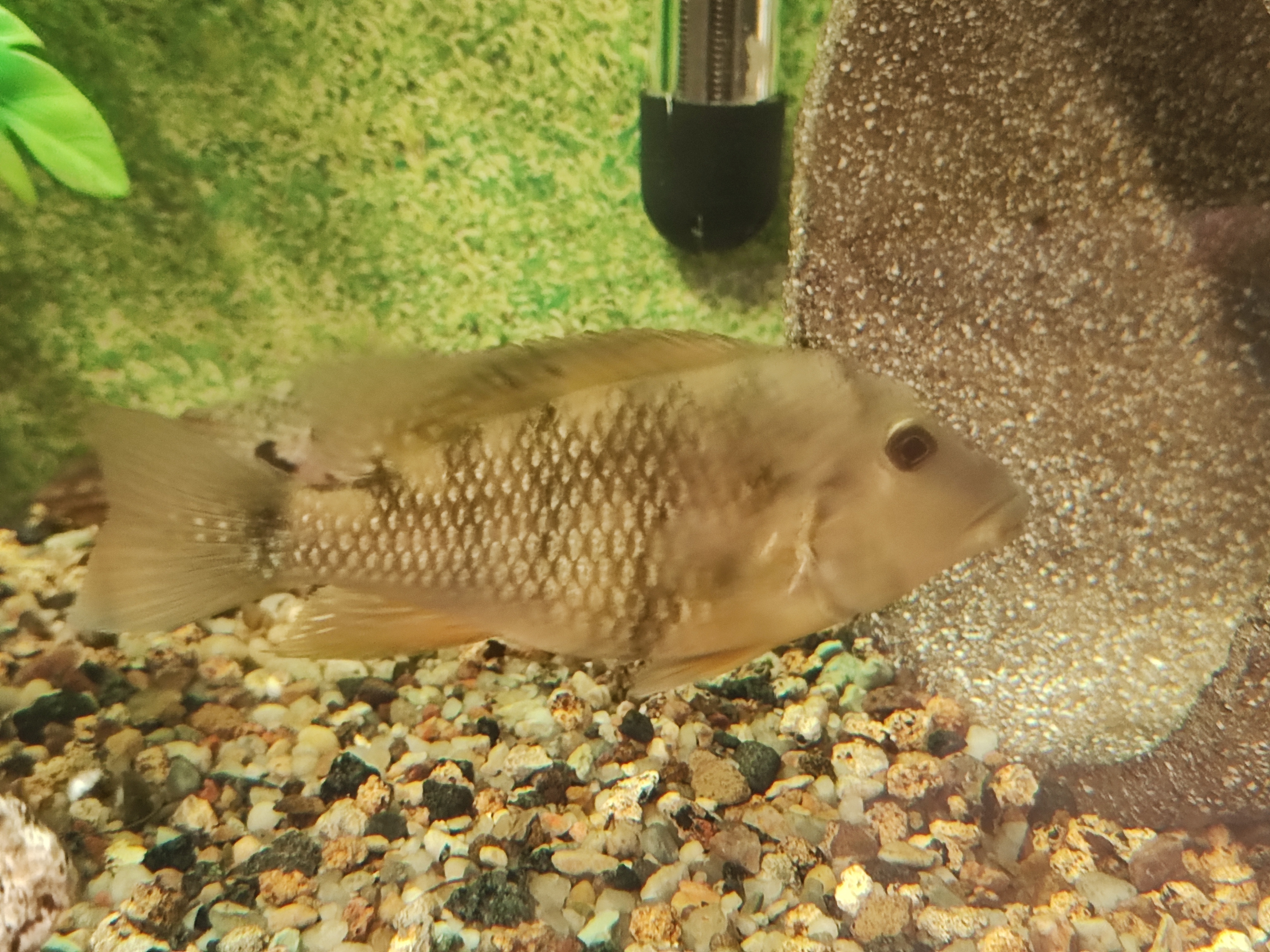 Geophagus Steindachneri (Red Hump Eartheater)