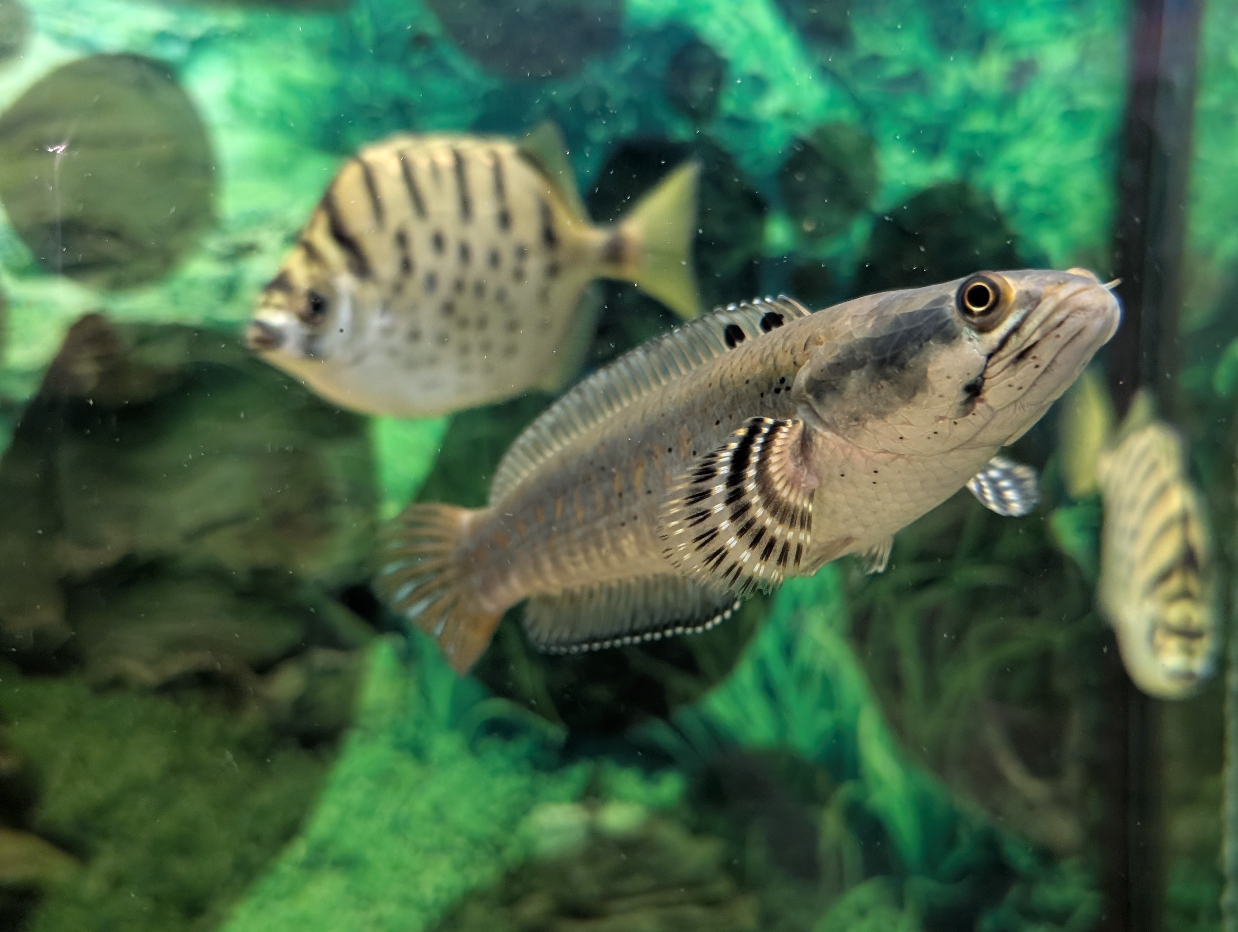 Channa pulchra