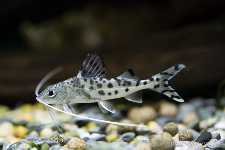 Šamas angelas (Pimelodus pictus)