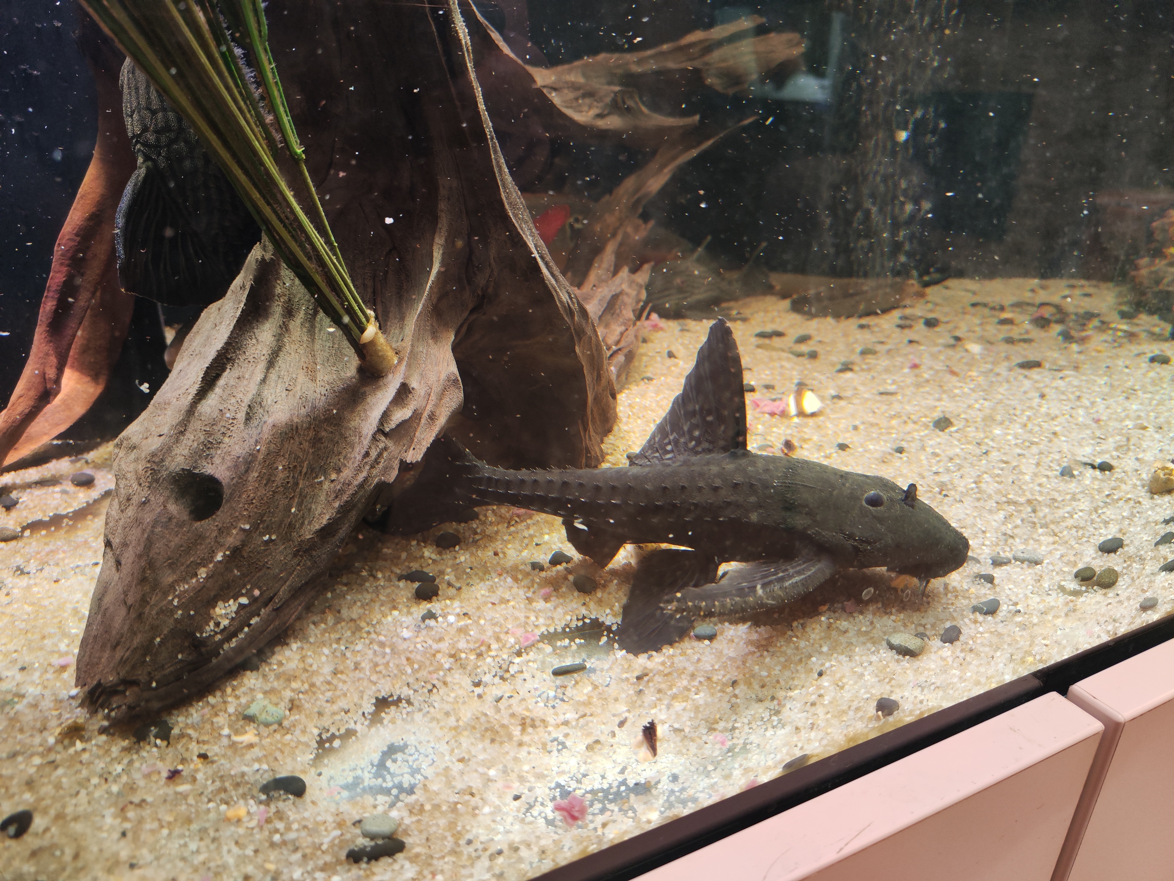 L155 Black adonis pleco (acanthicus hystrix) šamas