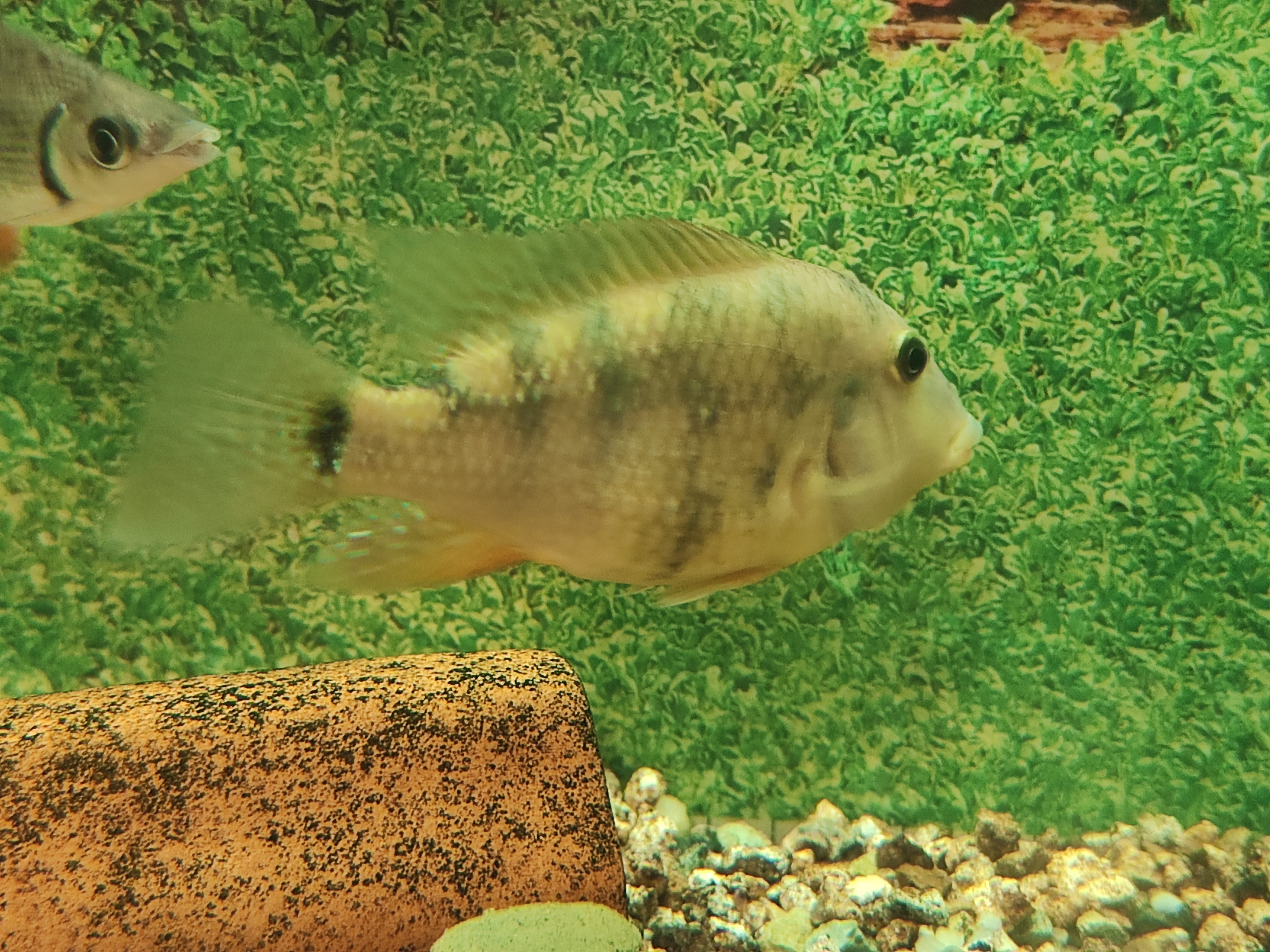 Geophagus Steindachneri (Red Hump Eartheater)