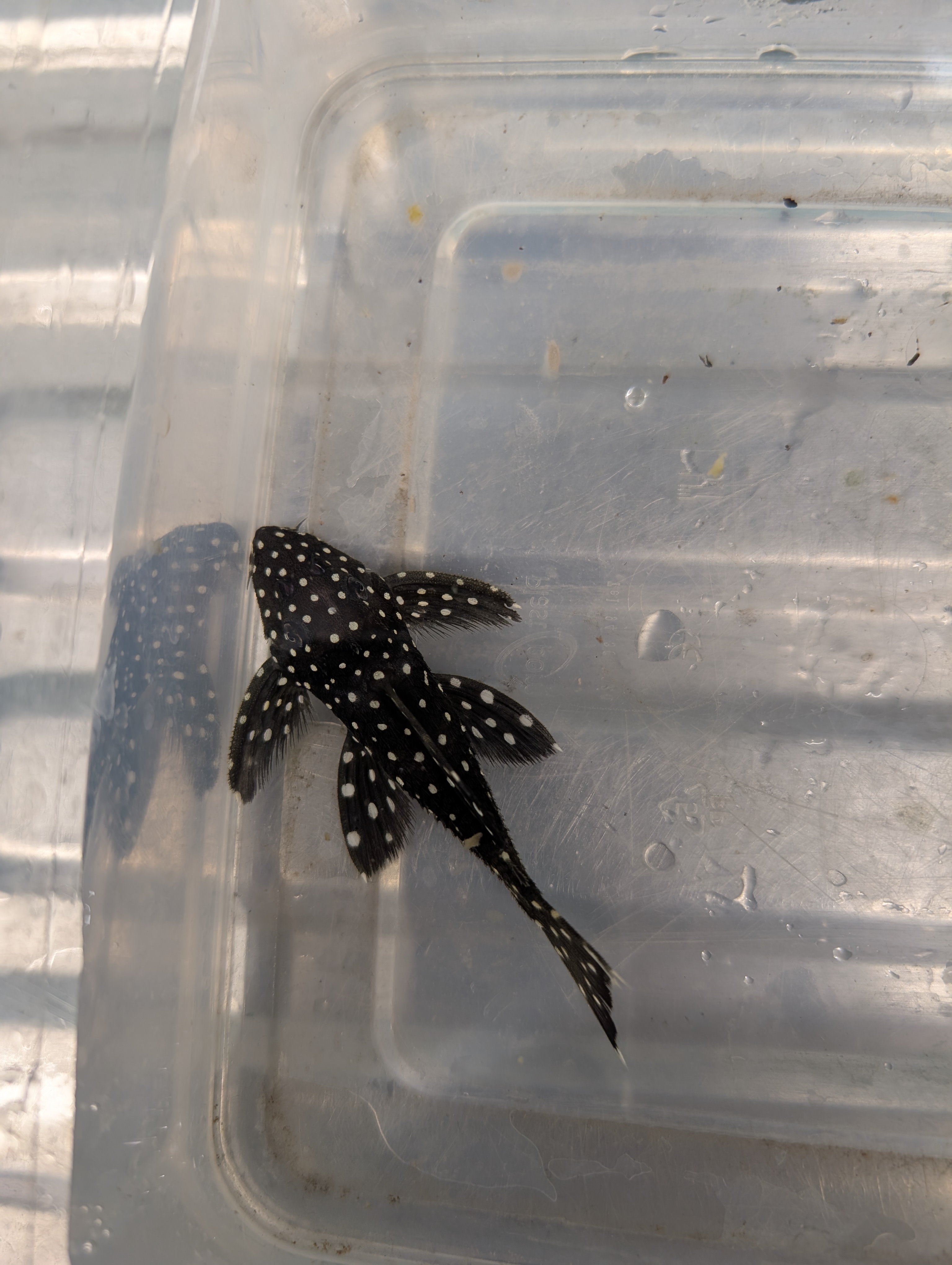 Šamas L240  pleco (Vampire Pleco)