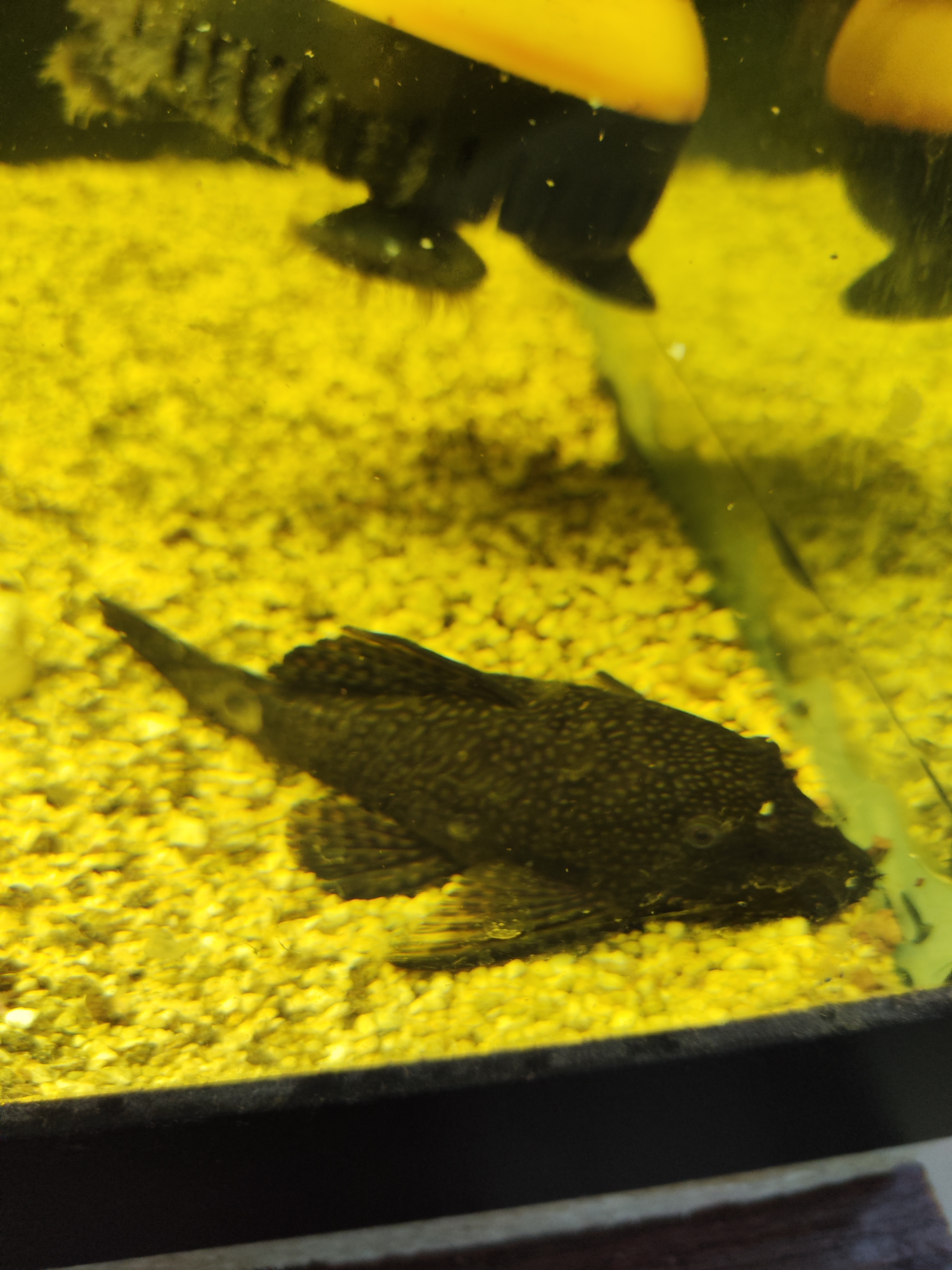 Ancitrusas juodas trumpapelekis (Ancistrus dolichopterus)