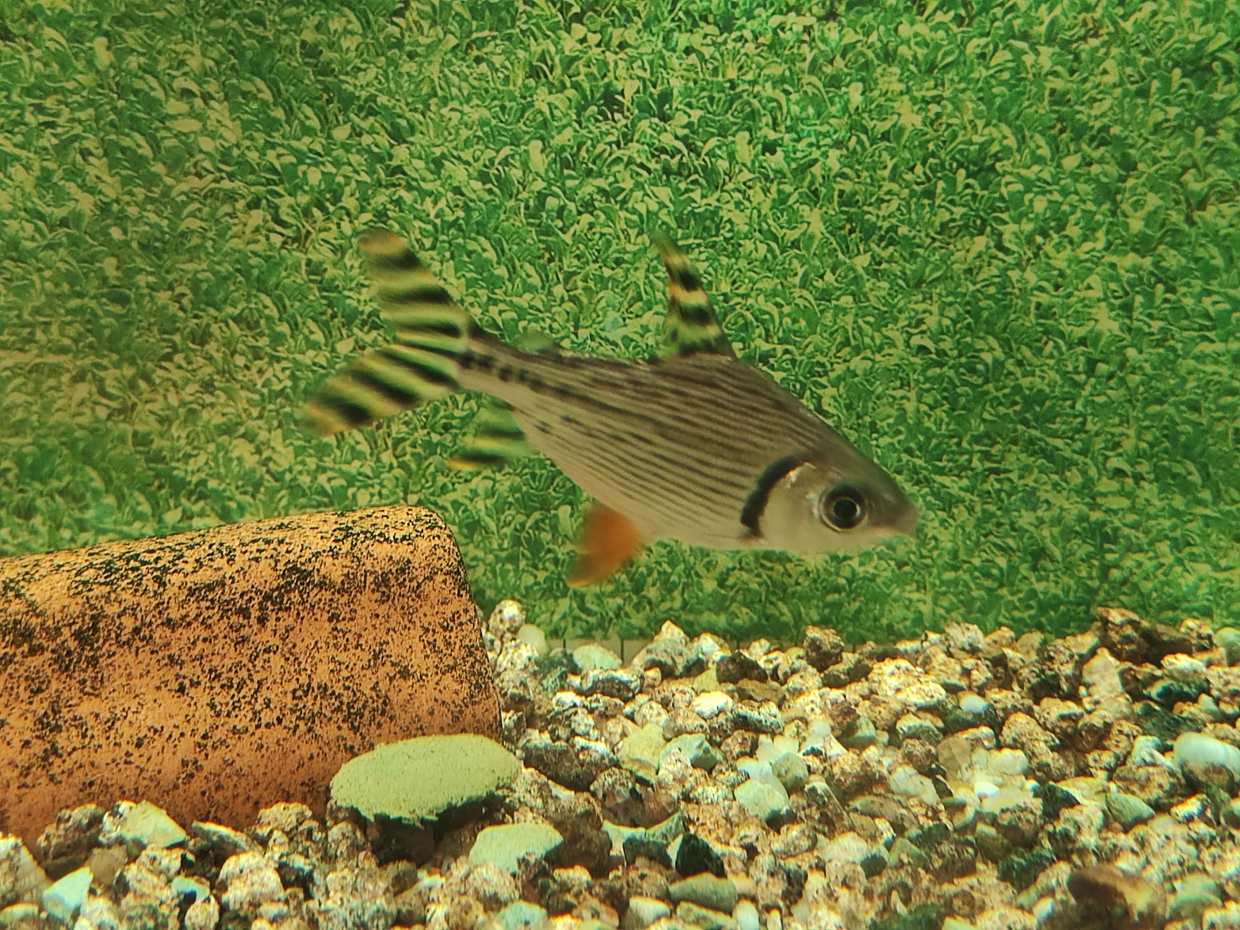 Flagtail (Semaprochilodus taeniurus)