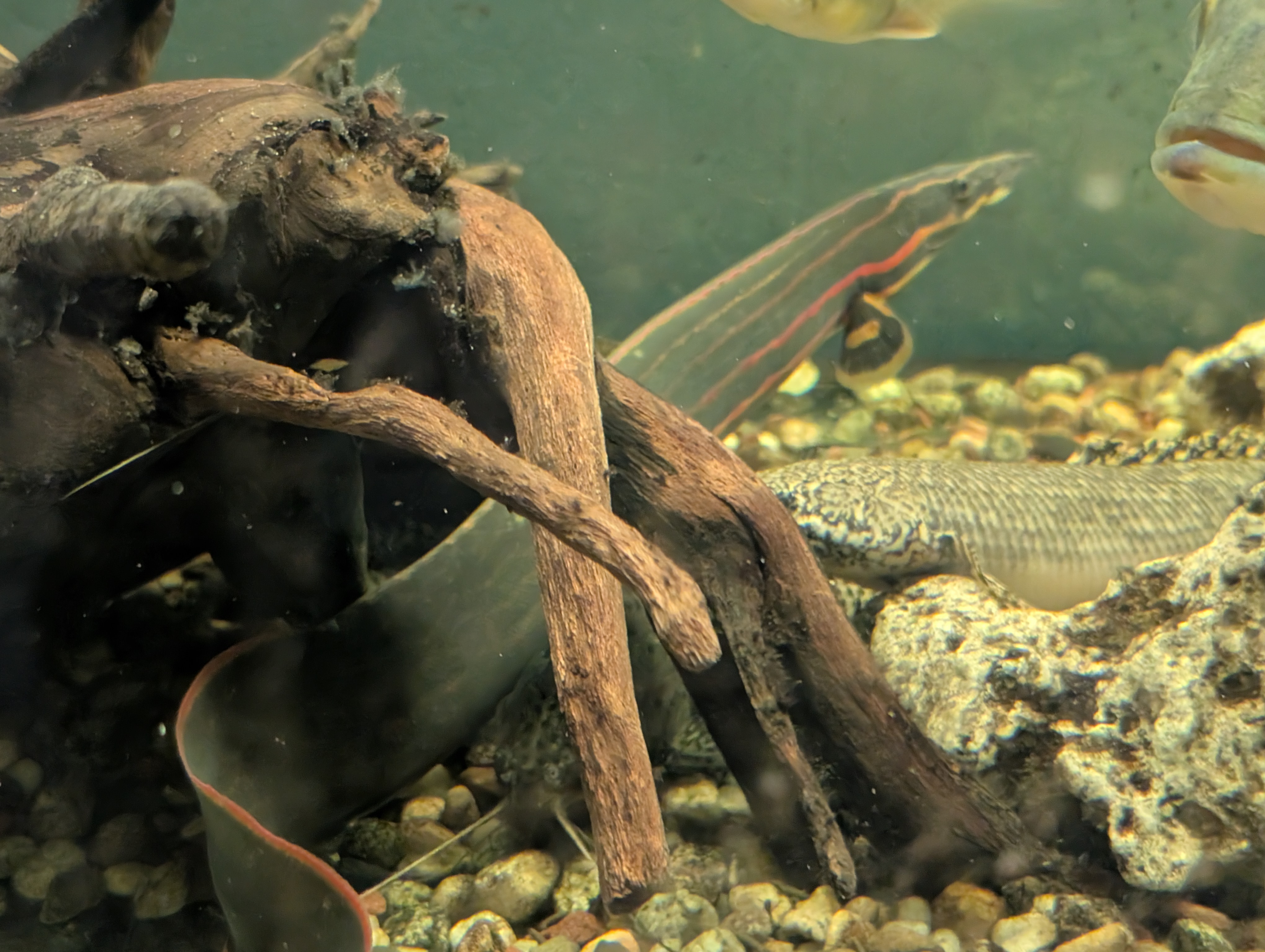 Fire Eel (Mastacembelus eritrotaenija)