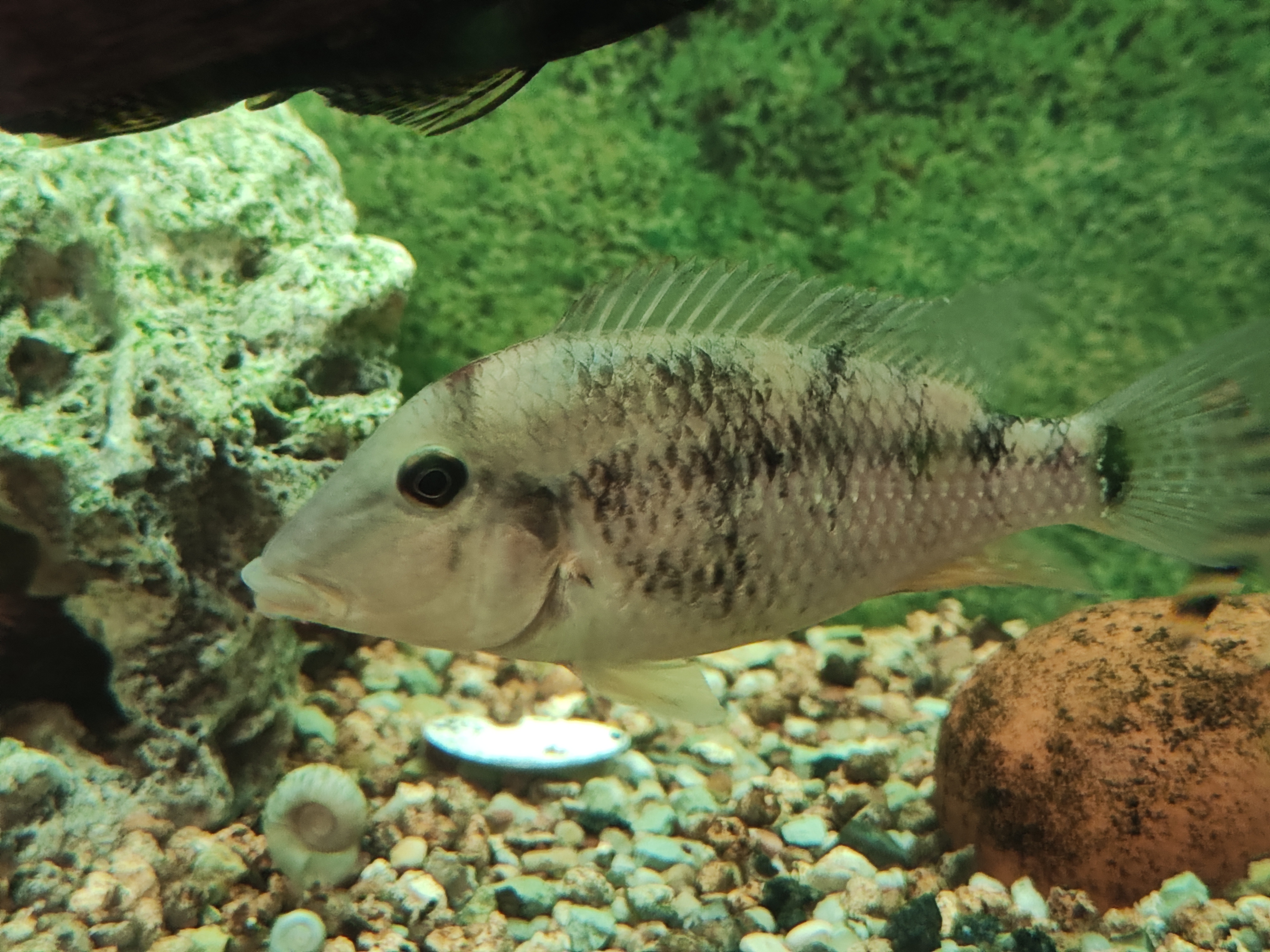 Geophagus Steindachneri (Red Hump Eartheater)