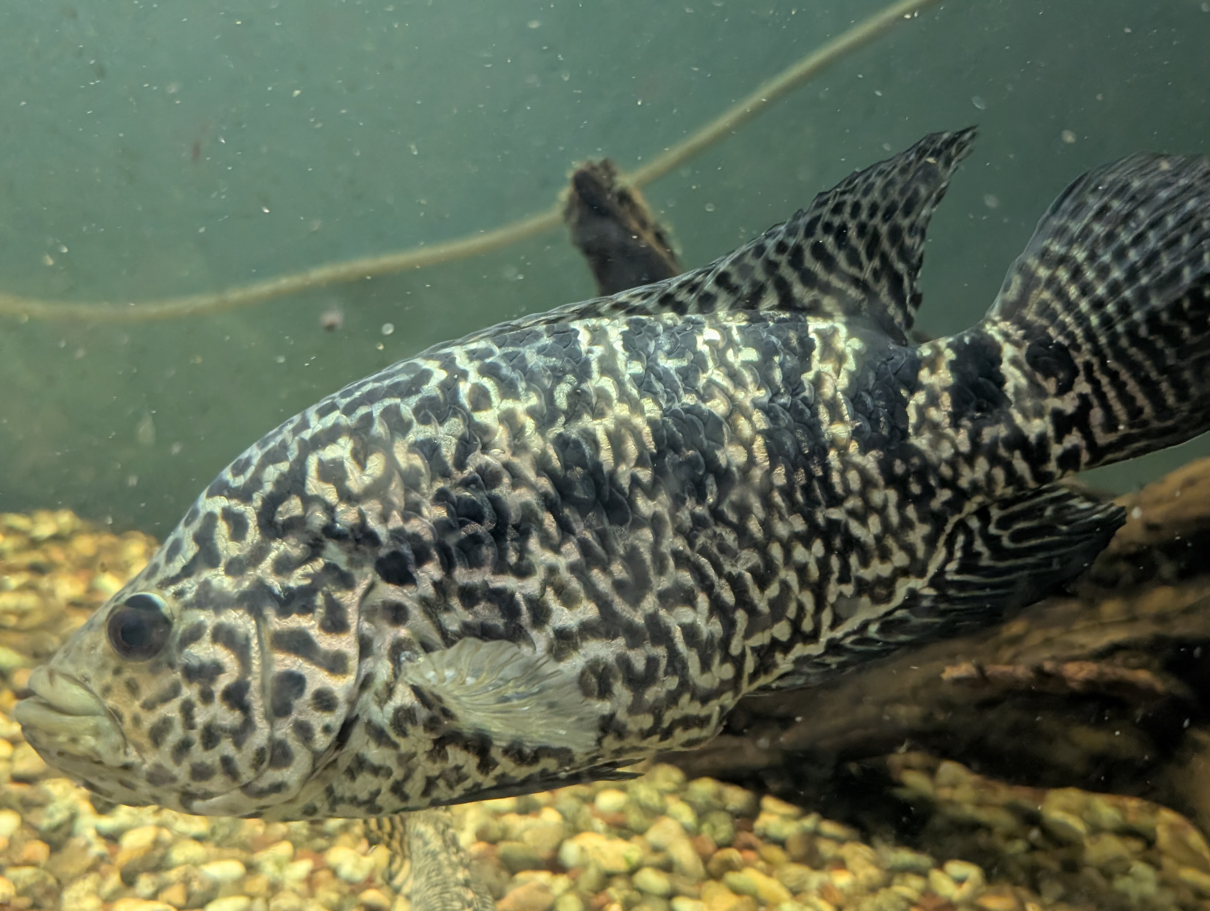 Jaguaras (Parachromis managuensis) patelė