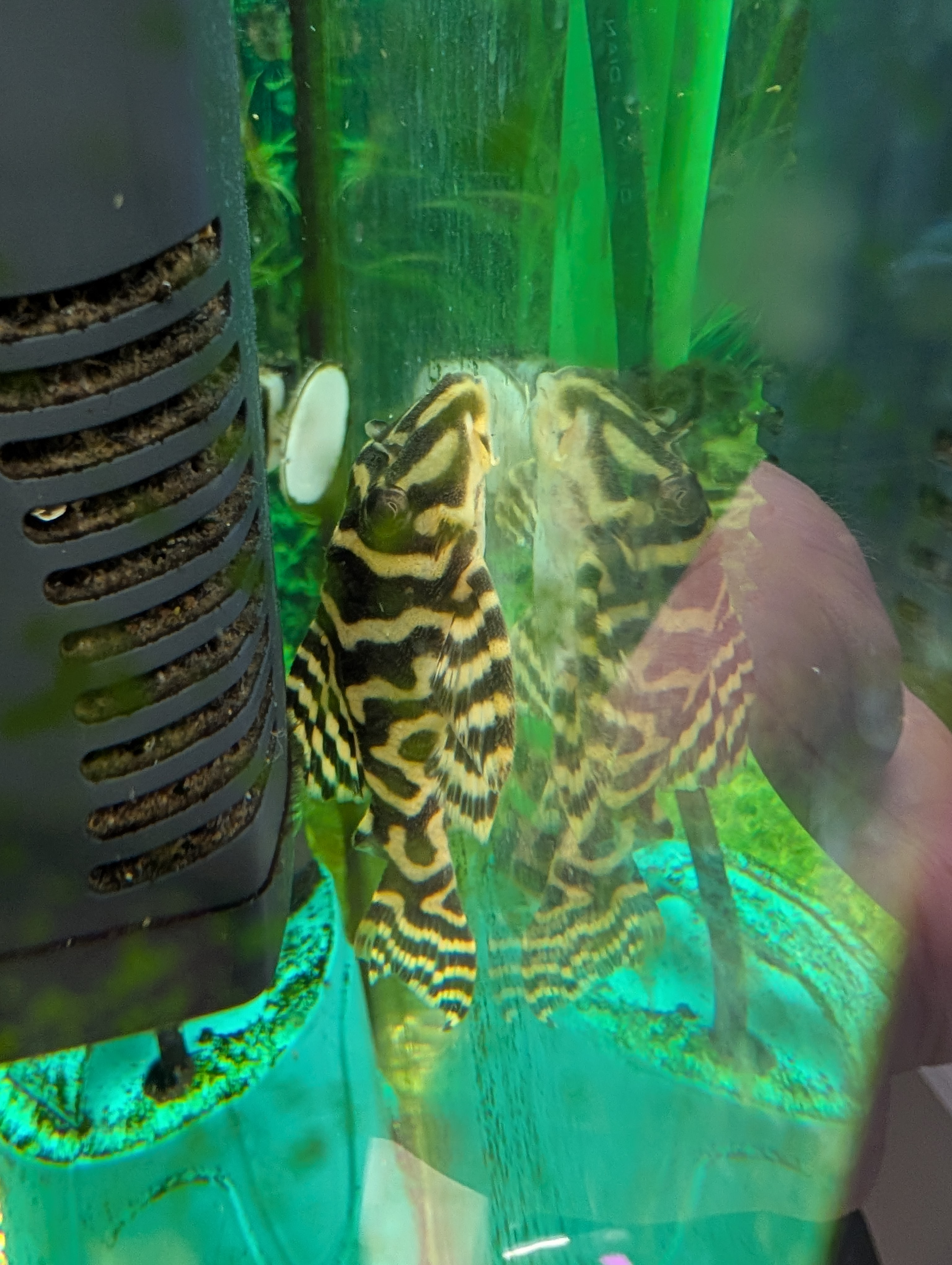 Šamas L236 pleco (Cracked Zebra pleco)