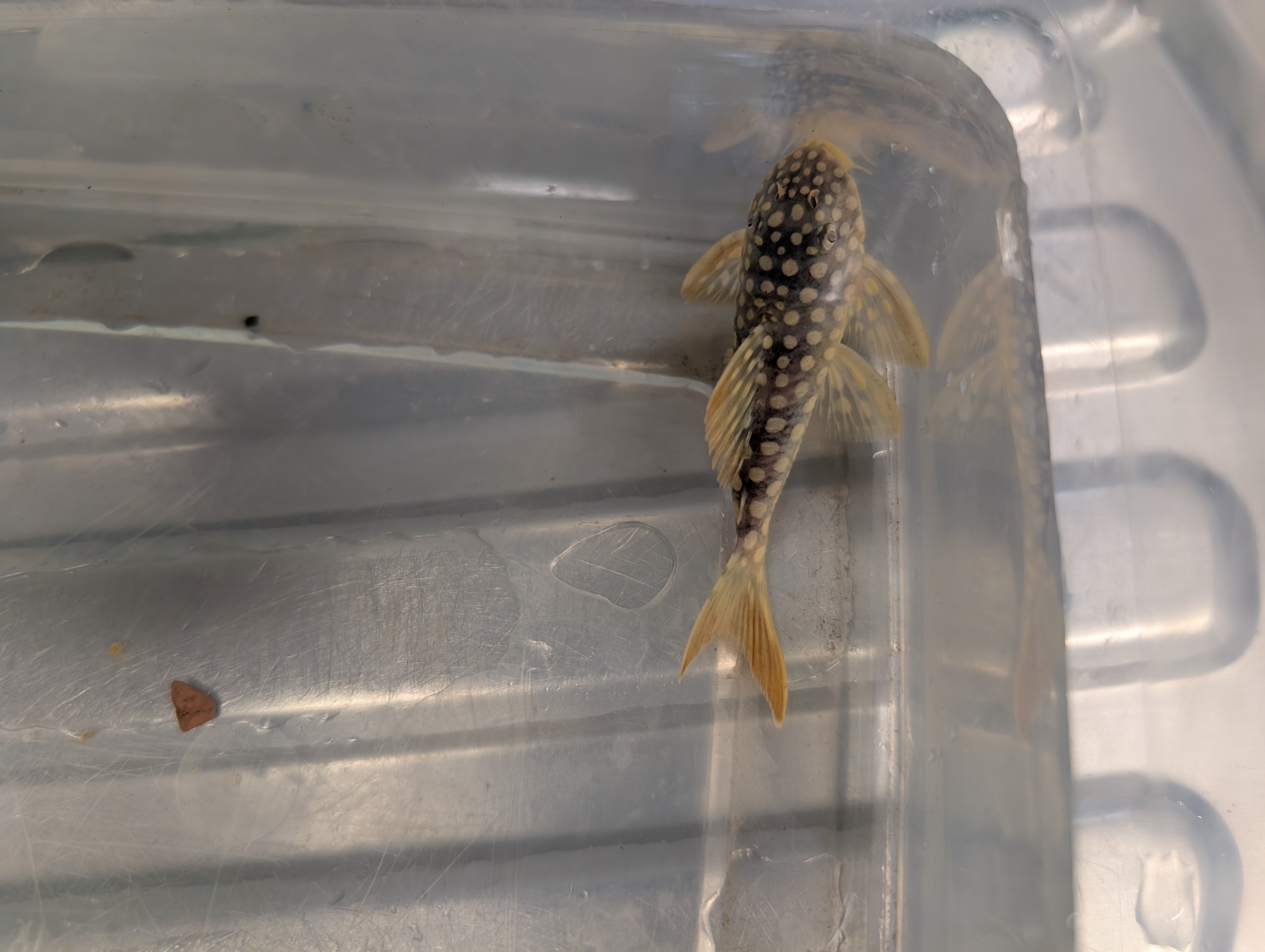 Šamas L014 pleco (Goldie Pleco)
