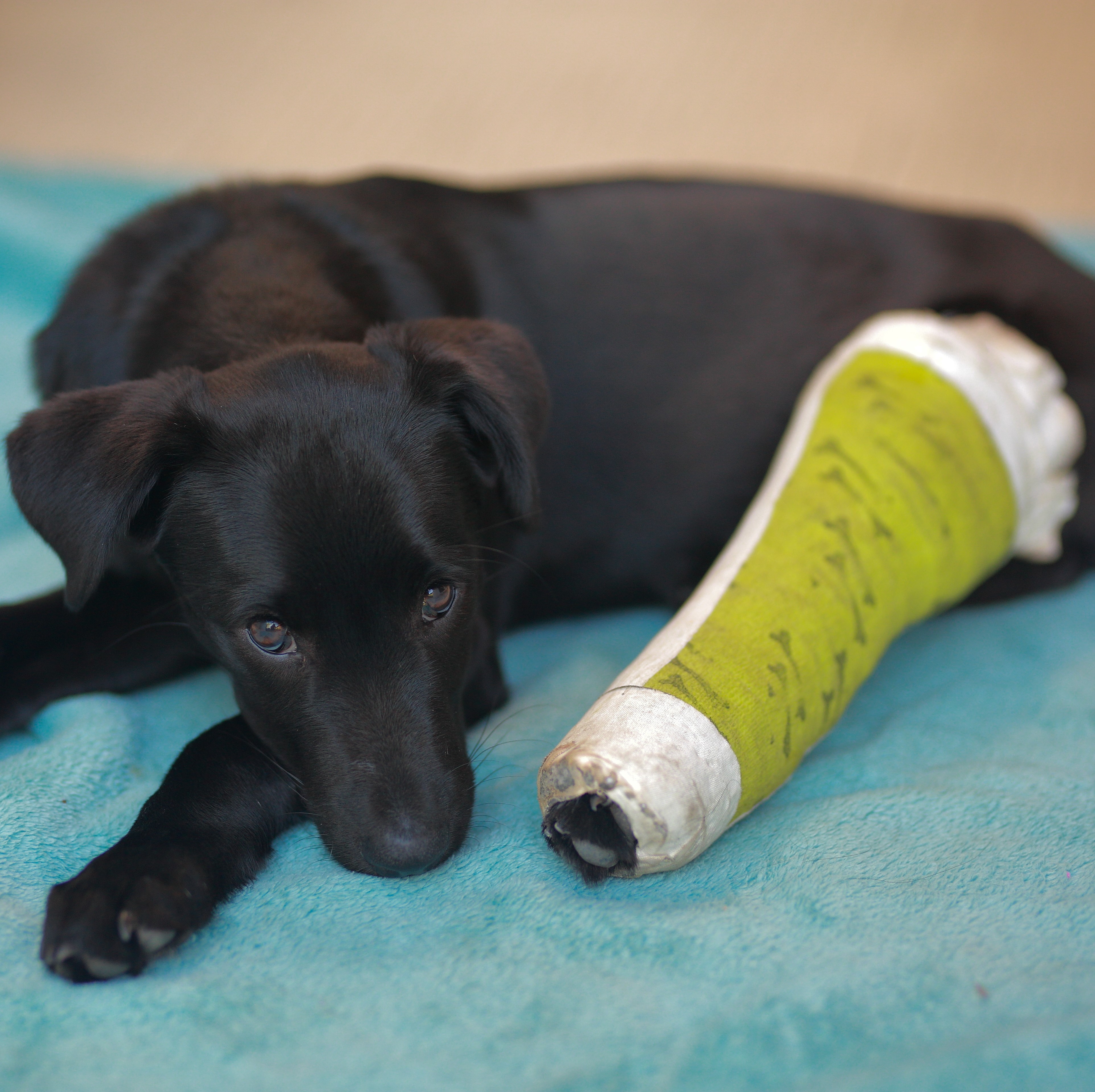 Canine First Aid Evening with Hannah Brown