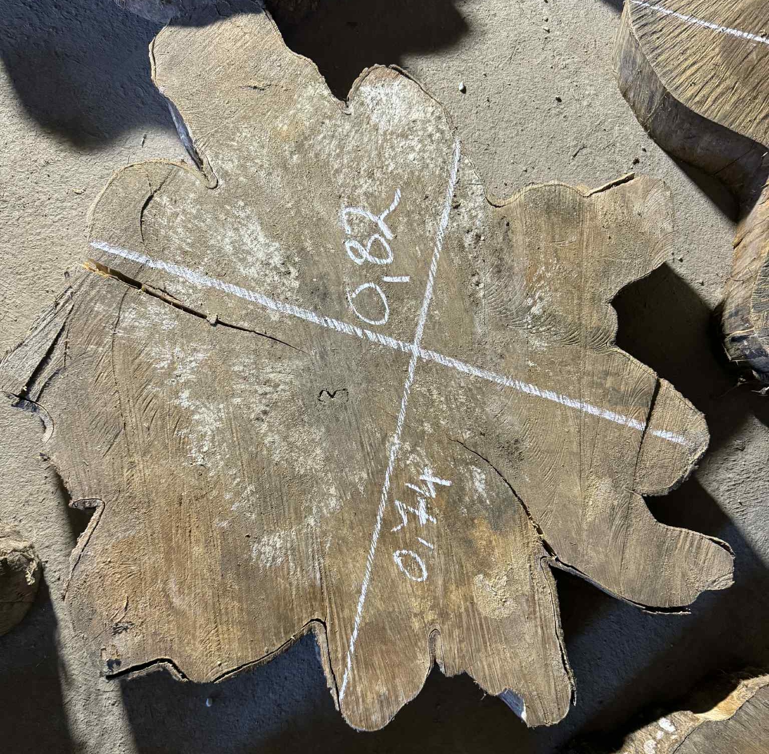 Canarium medienos "ribkė" #003