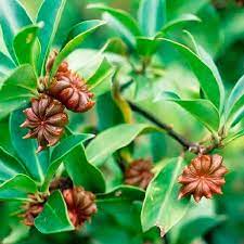 Óleo essêncial de Anis estrelado 20ml
