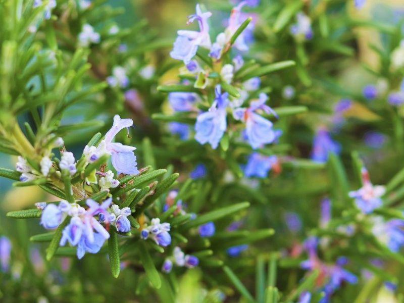 Óleo essêncial de Alecrim 20ml