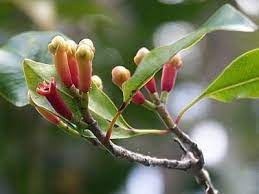 Oléo essêncial de Cravo folhas 20ml