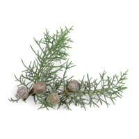 Óleo essência de Cedro; 20 ml