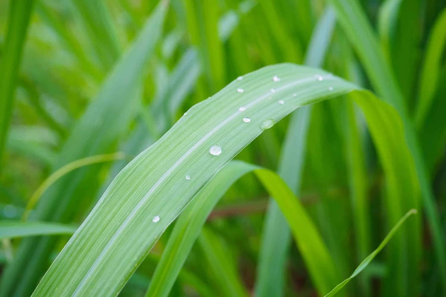 Óleo essência Citronela 20 ml