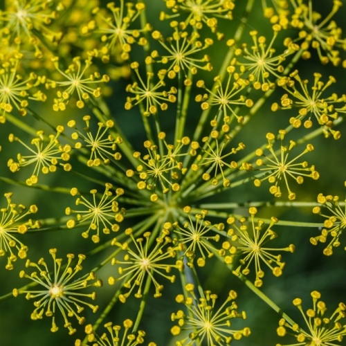 Óleo essêncial de Funcho doce, 20ml