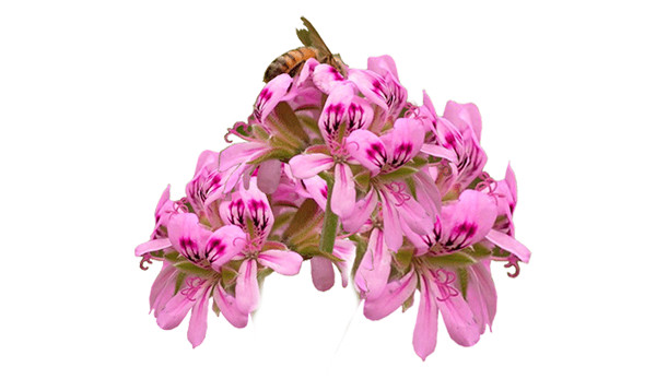 Óleo essência de Gerânio rosa folhas 20ml