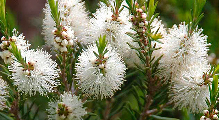 Óleo essêncial de Tea tree australiano; arvore do Chá 20 ml