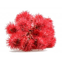 Óleo vegetal de rícino 20ml