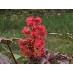 Óleo vegetal de rícino 20ml