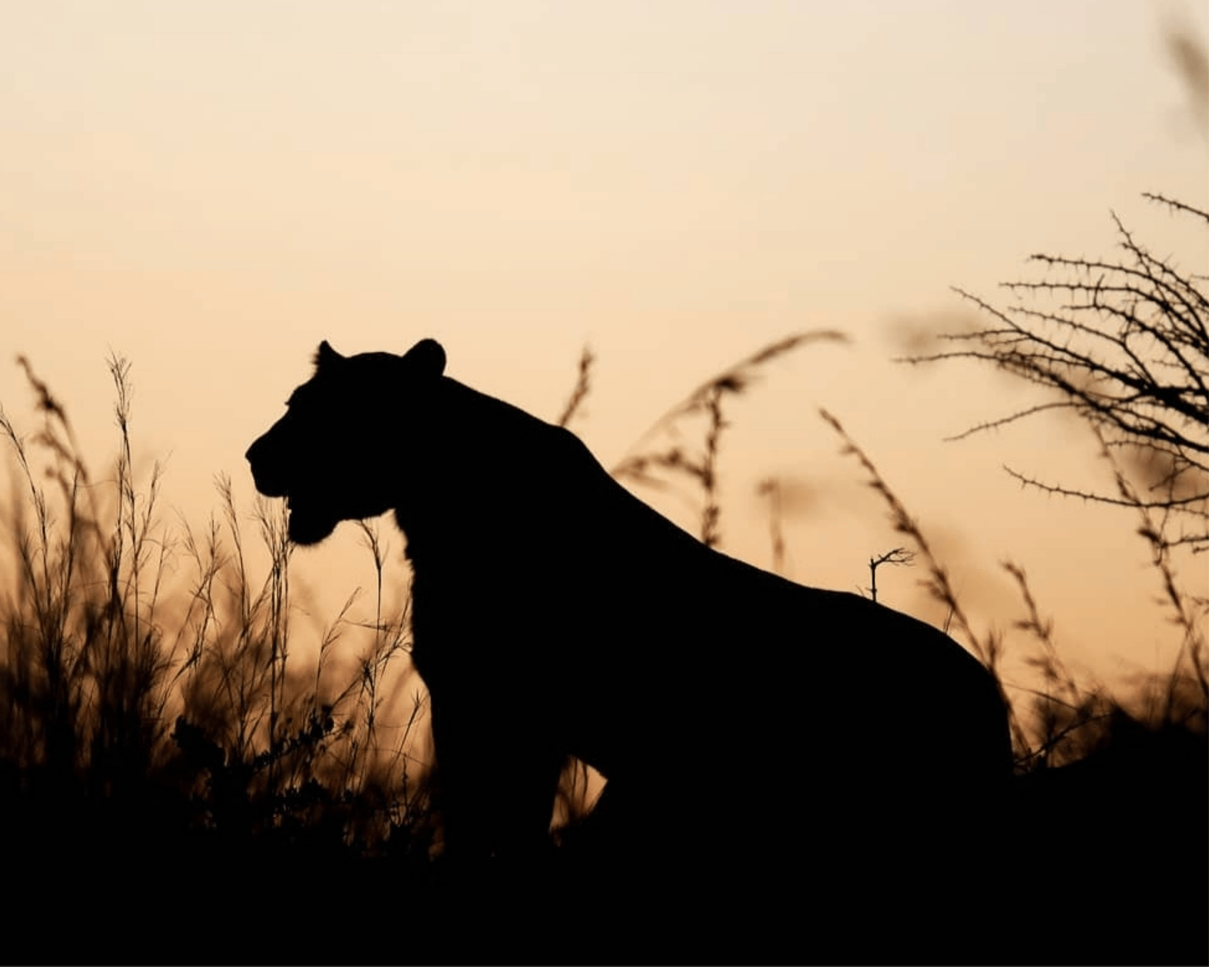 Hahnemuhle Fine Art - Canvas Prints