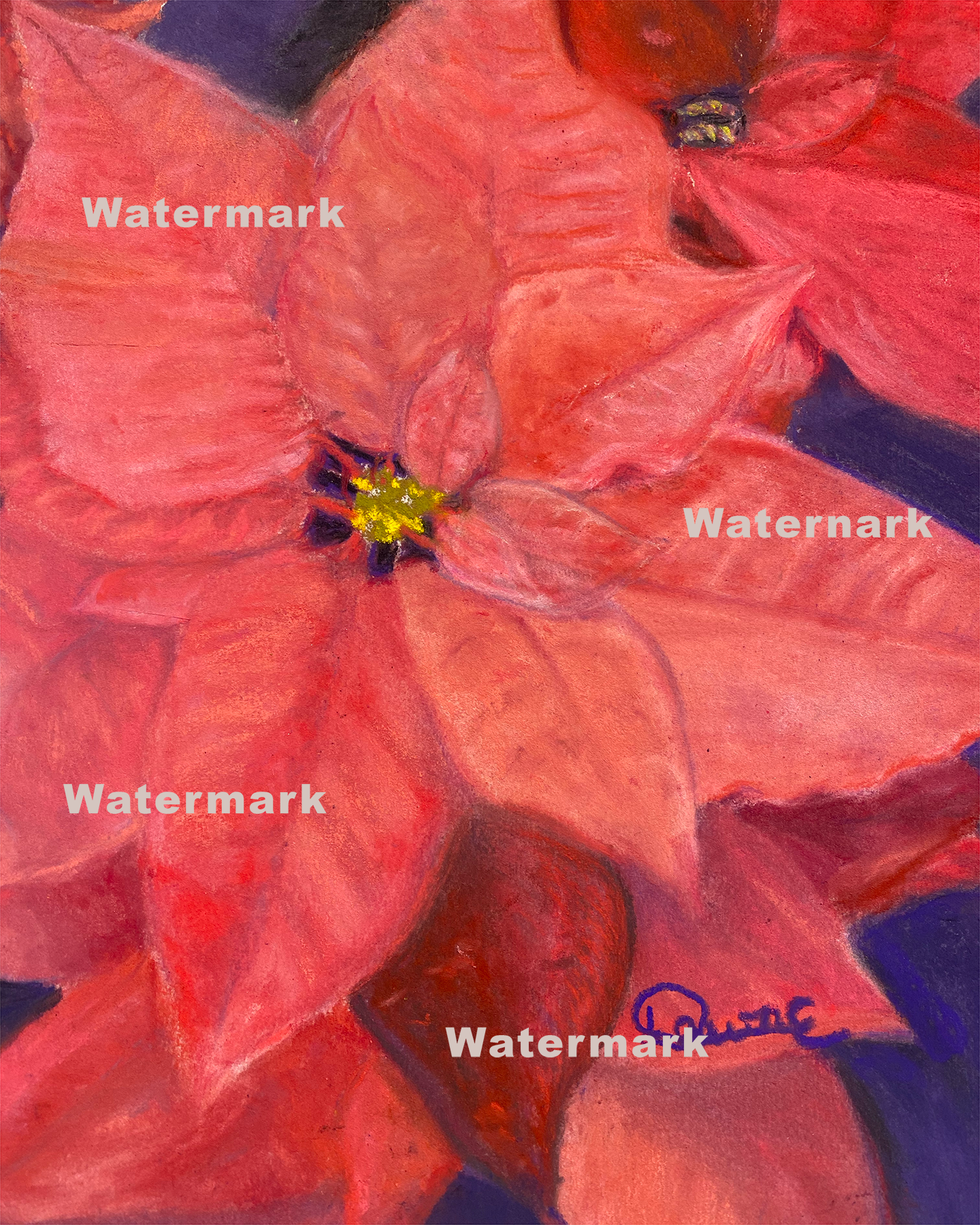 Poinsettia 9 x 12 Print unframed