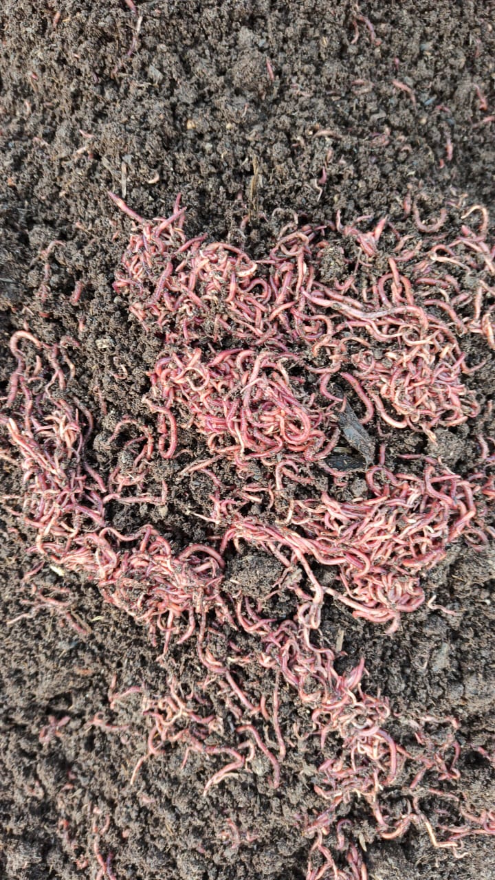 Live Earthworm 1000 worms/Kg Cultute