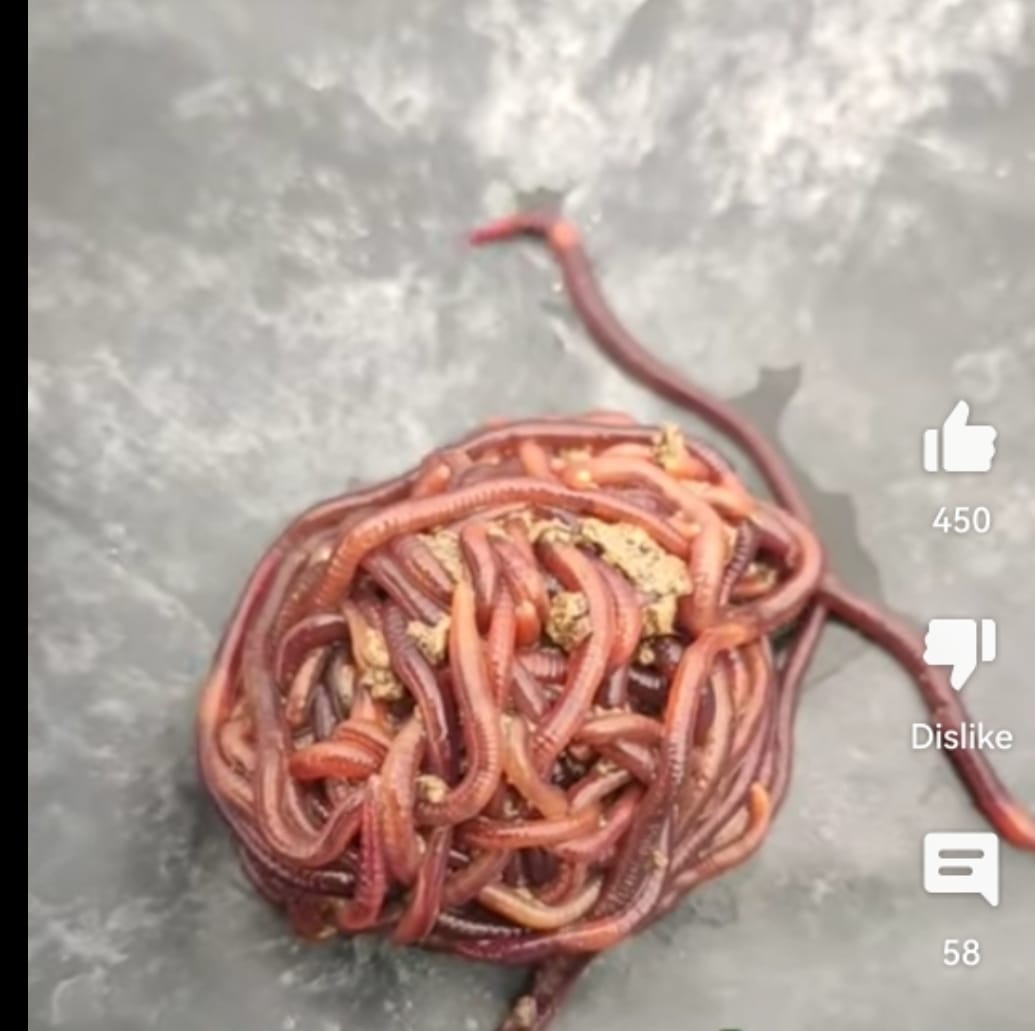Live Earthworm 1000 worms/Kg Cultute