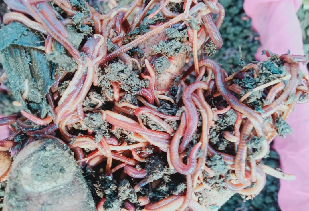 Live Earthworm 1500 worms/Kg Cultute