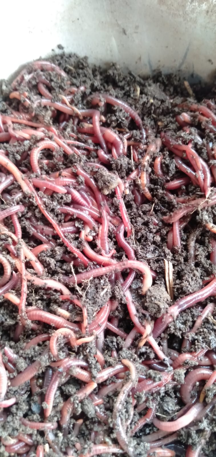 Live Earthworm 1500 worms/Kg Cultute
