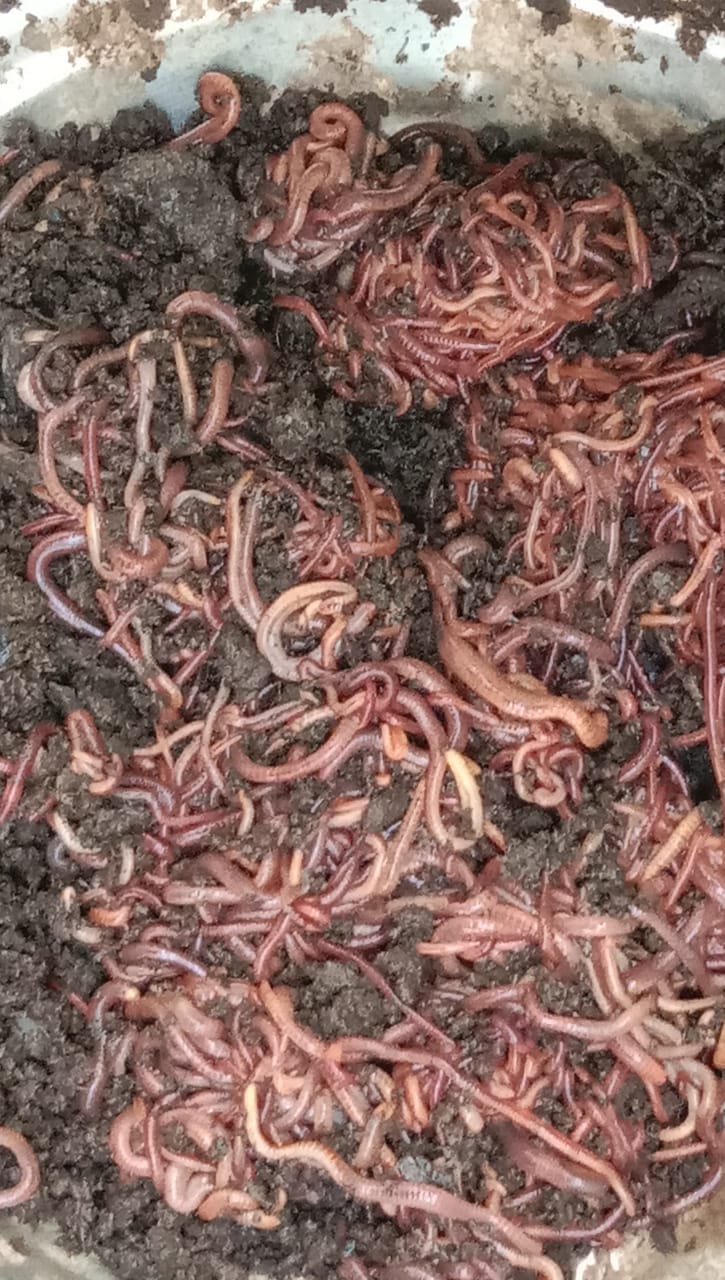 Live Earthworm 1500 worms/Kg Cultute