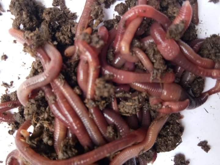 Live Earthworm 2000 worms/Kg Cultute