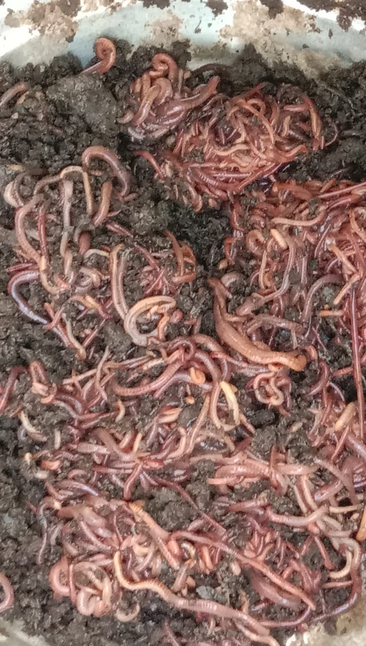 Live Earthworm 2000 worms/Kg Cultute